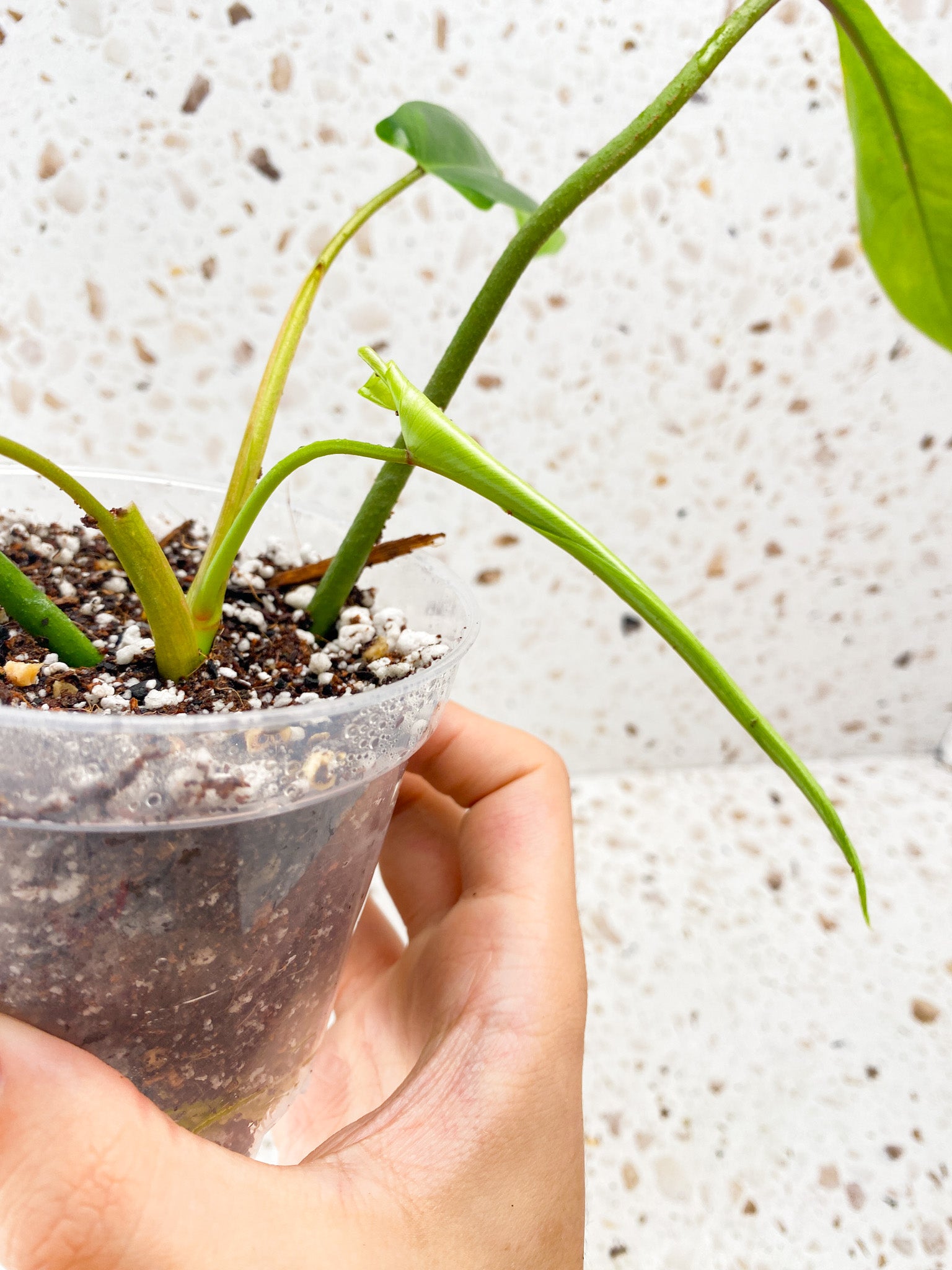 Philodendron 69686 4 leaves 1 unfurling top cutting