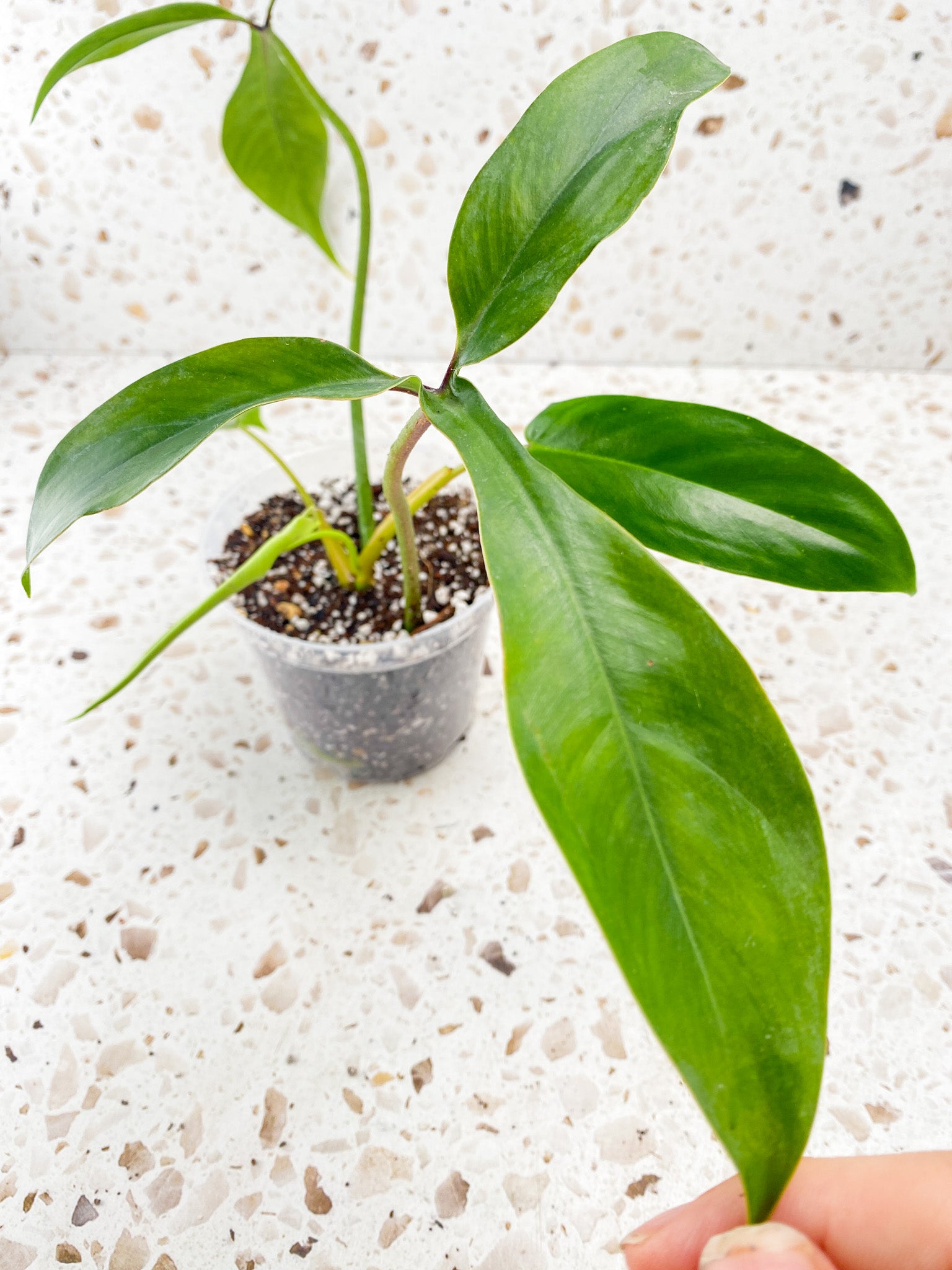 Philodendron 69686 4 leaves 1 unfurling top cutting