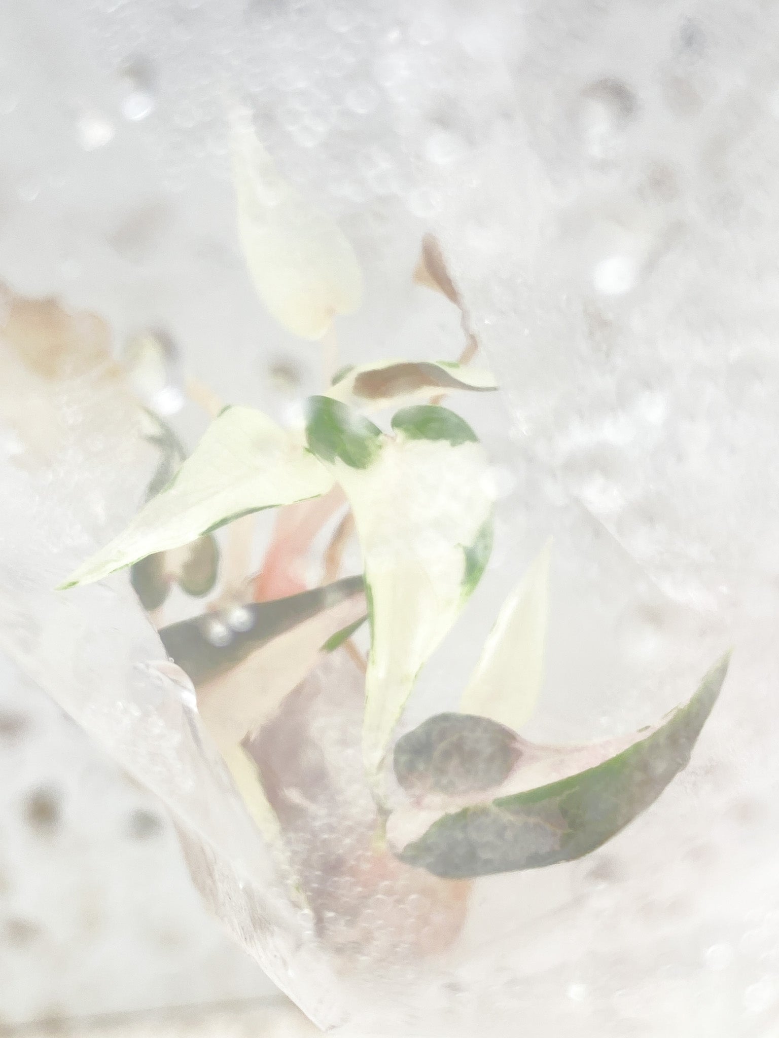 Alocasia Bambino Albo Pink Variegated rooting tissue culture