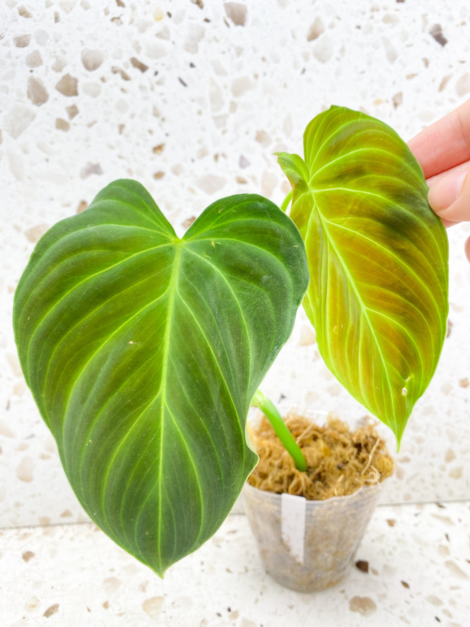 *Philodendron Splendid 2 leaves 1 shoot top cutting (rooting)