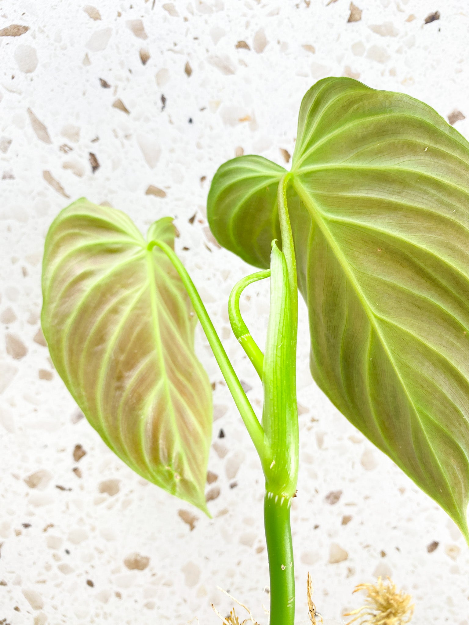 *Philodendron Splendid 2 leaves 1 shoot top cutting (rooting)