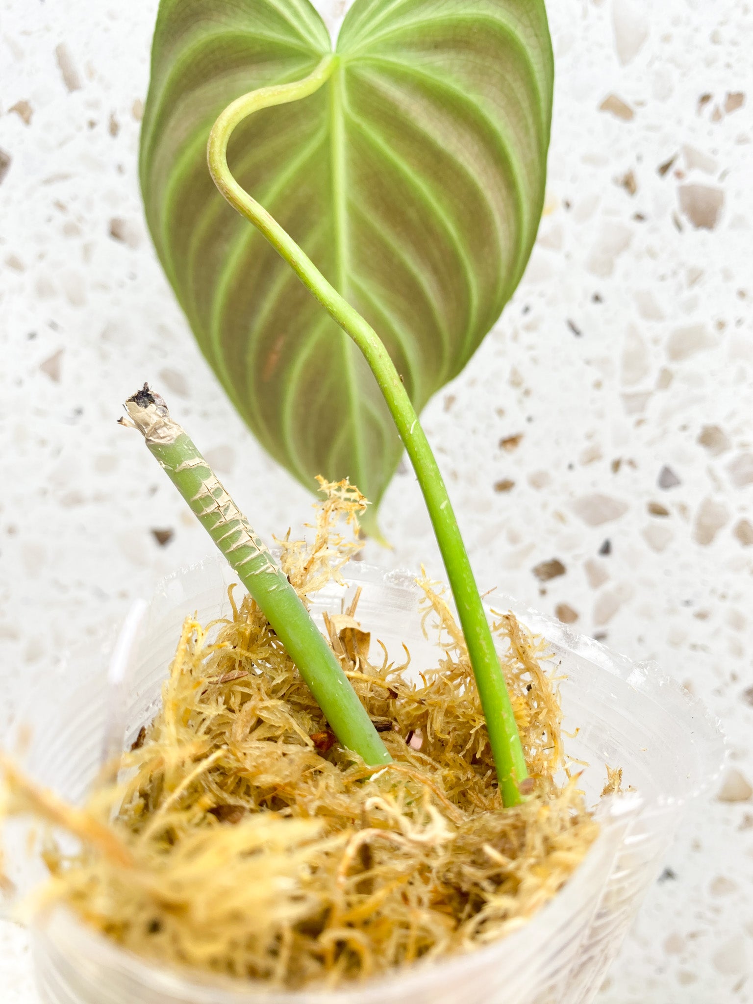 *Philodendron Splendid 1 leaf (rooting)