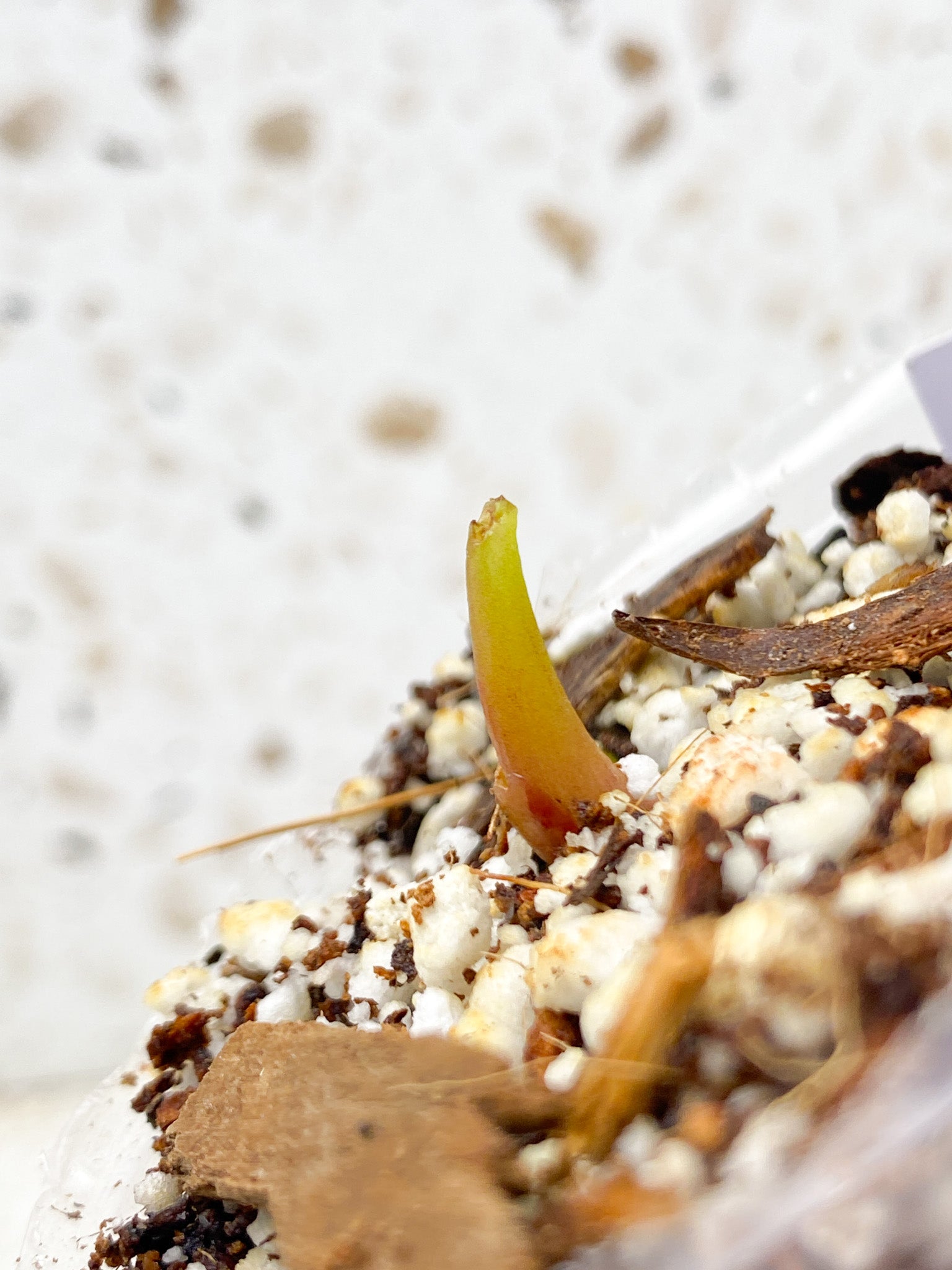 *Philodendron Red Moon sprout (rooting)