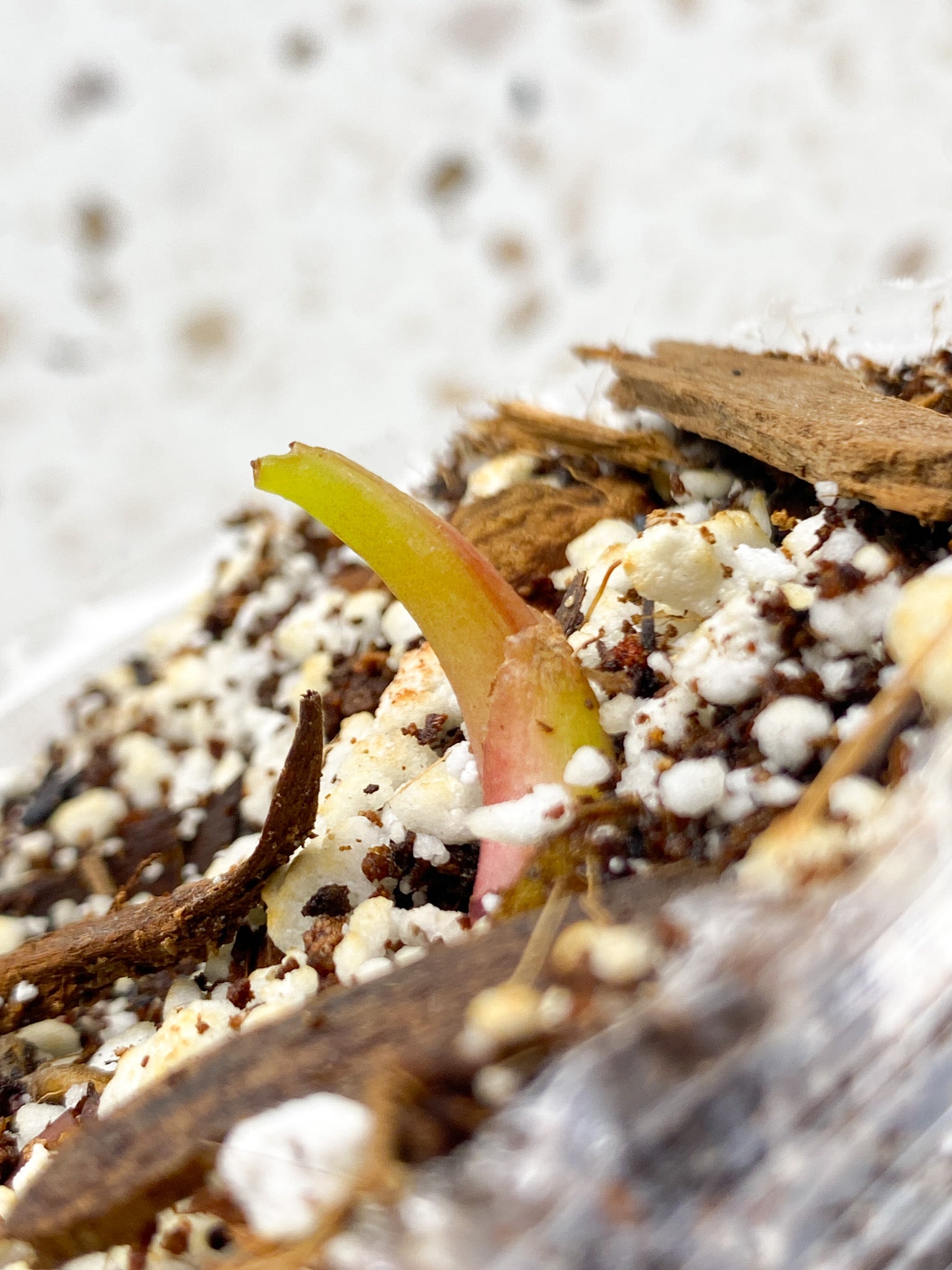 *Philodendron Red Moon sprout (rooting)