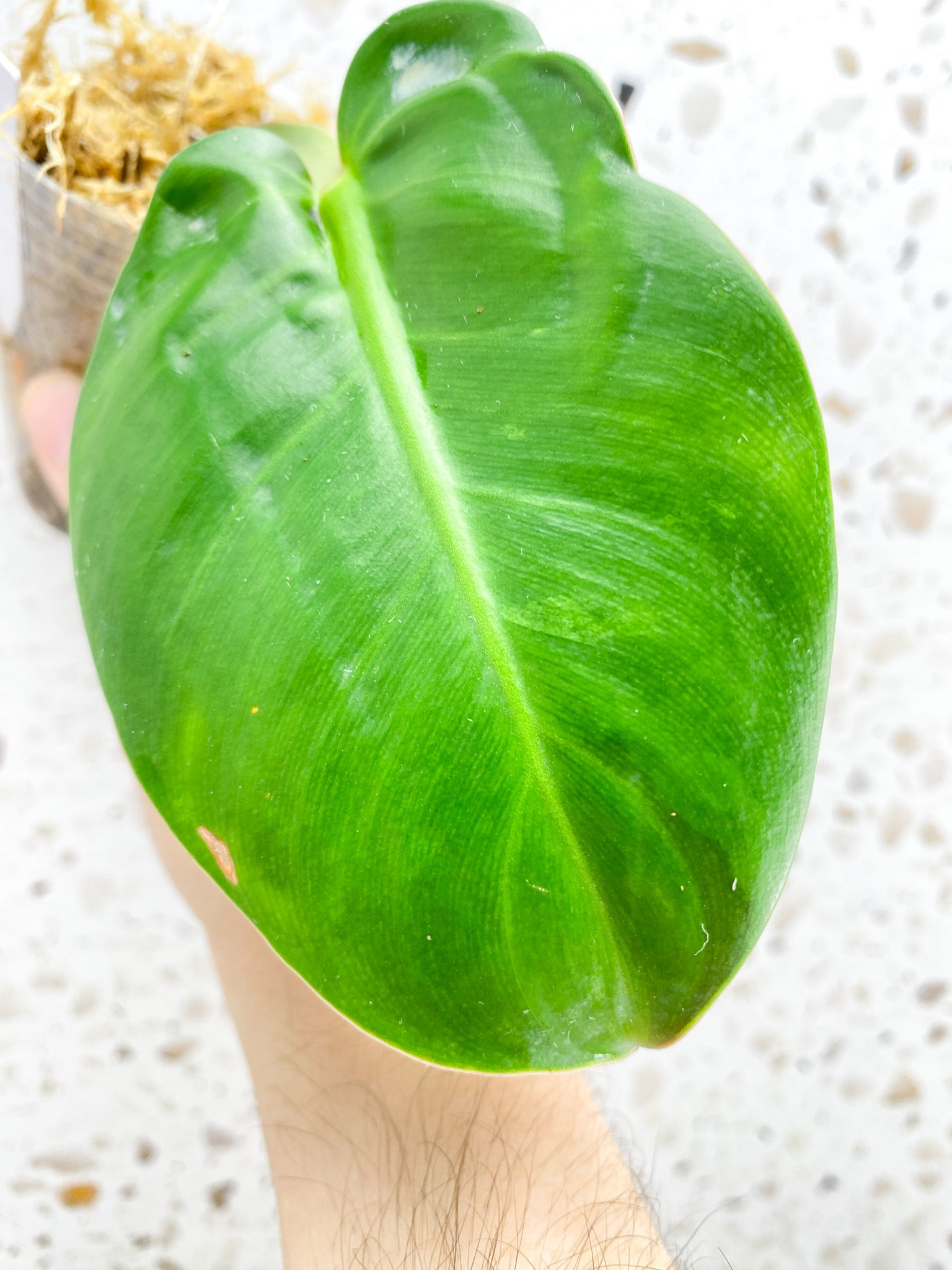 *Philodendron Red Moon 1 leaf with sprout (rooting)