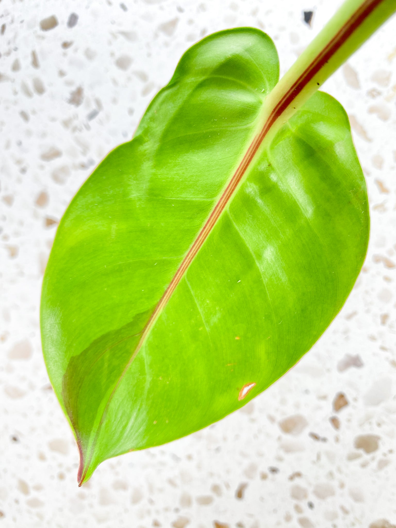 *Philodendron Red Moon 1 leaf with sprout (rooting)