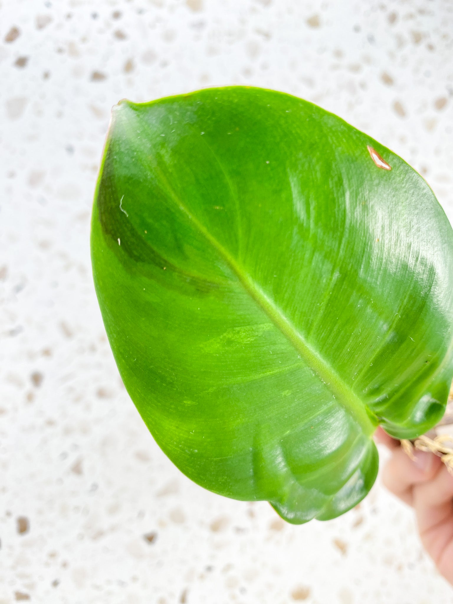 *Philodendron Red Moon 1 leaf with sprout (rooting)