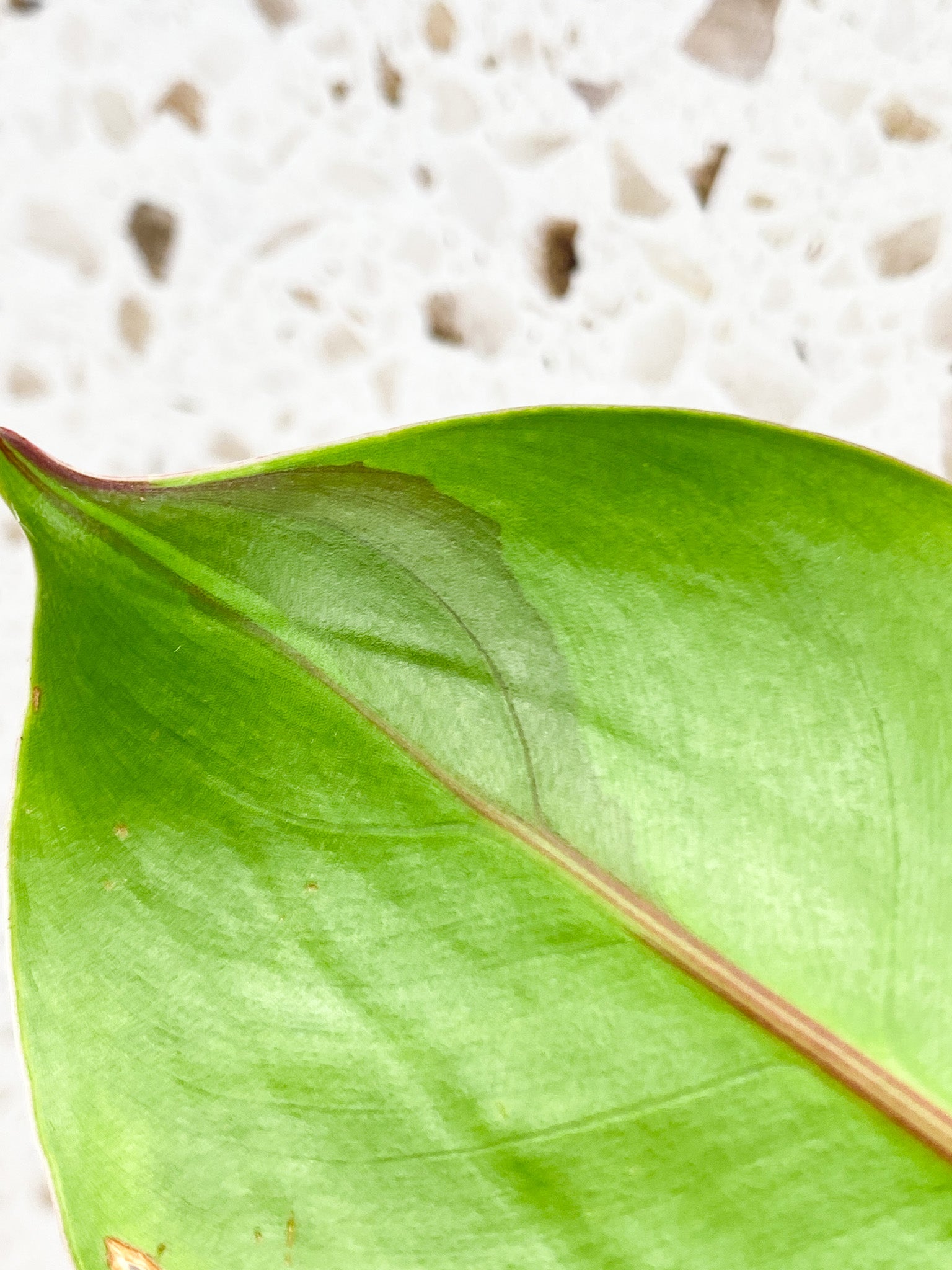 *Philodendron Red Moon 1 leaf with sprout (rooting)