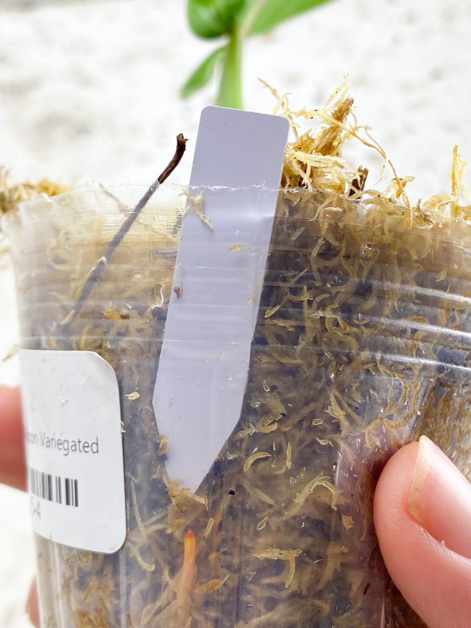 *Philodendron Red Moon 1 leaf with sprout (rooting)