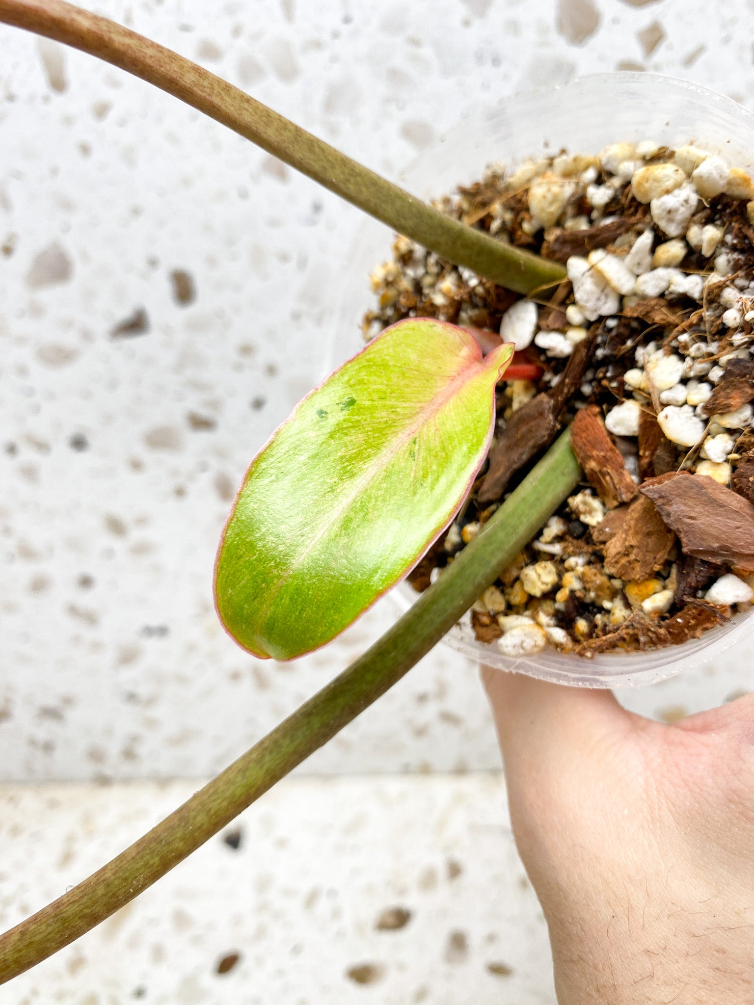 *Philodendron Snowdrift 3 leaf top cutting (slightly rooted)