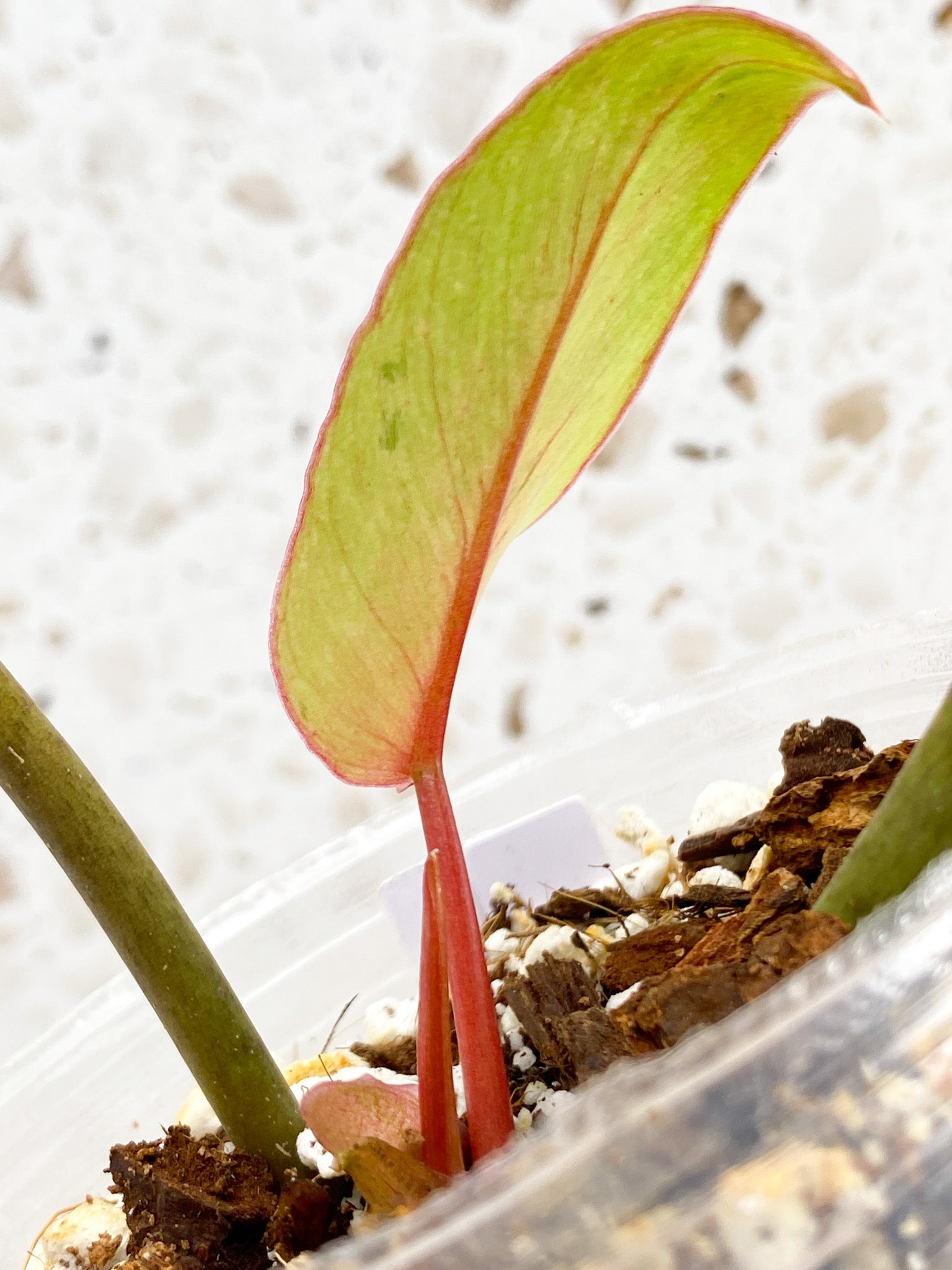 *Philodendron Snowdrift 3 leaf top cutting (slightly rooted)