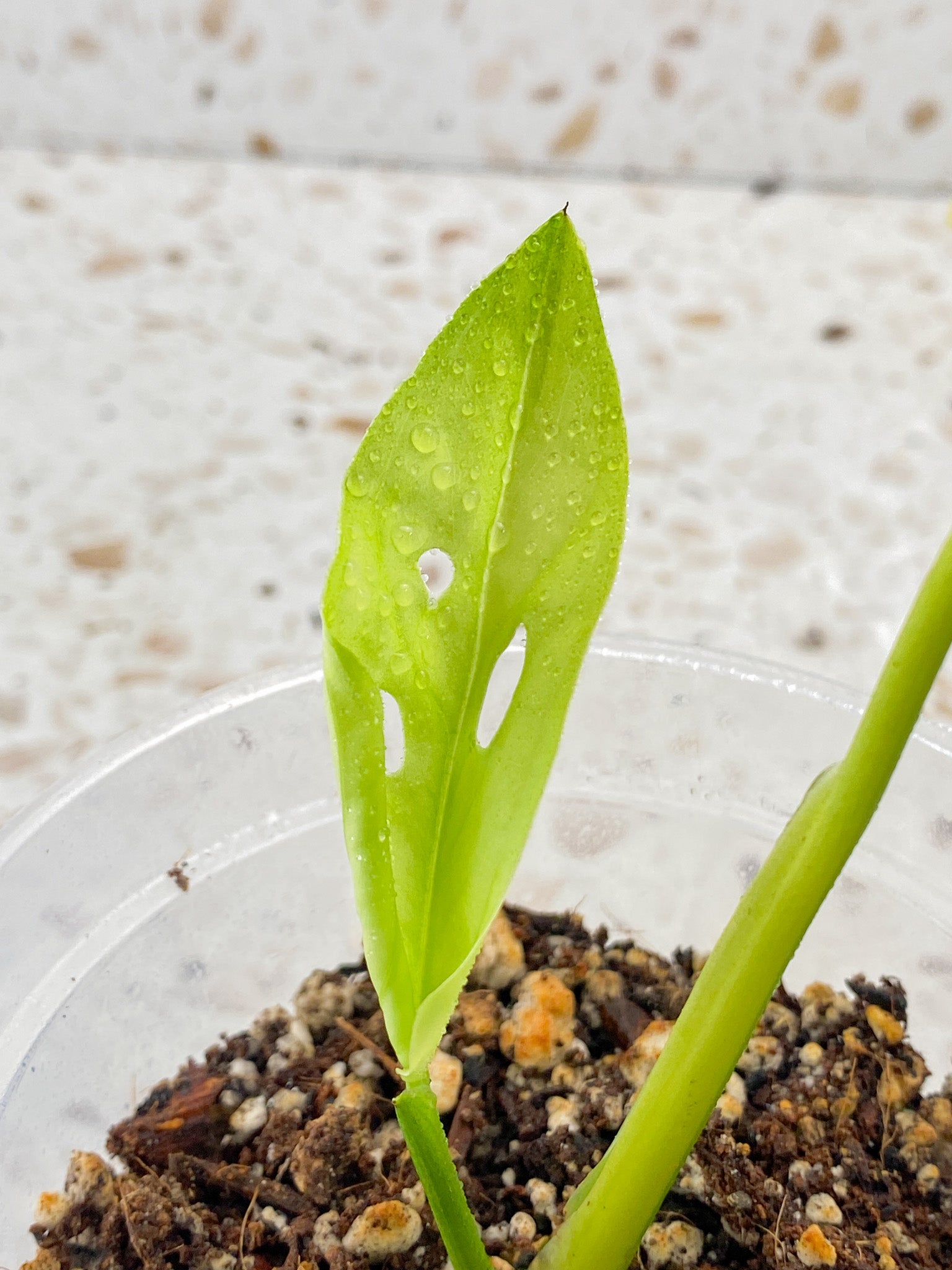 Monstera Adansonii Aurea 1 leaf 1 baby leaf