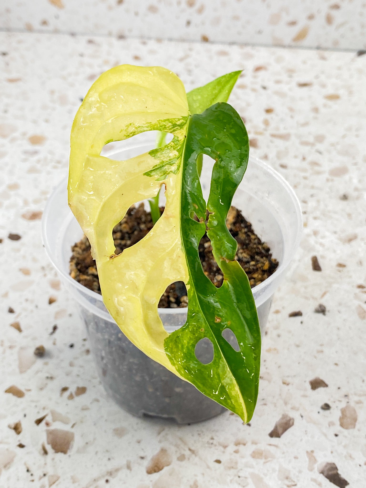 Monstera Adansonii Aurea 1 leaf 1 baby leaf