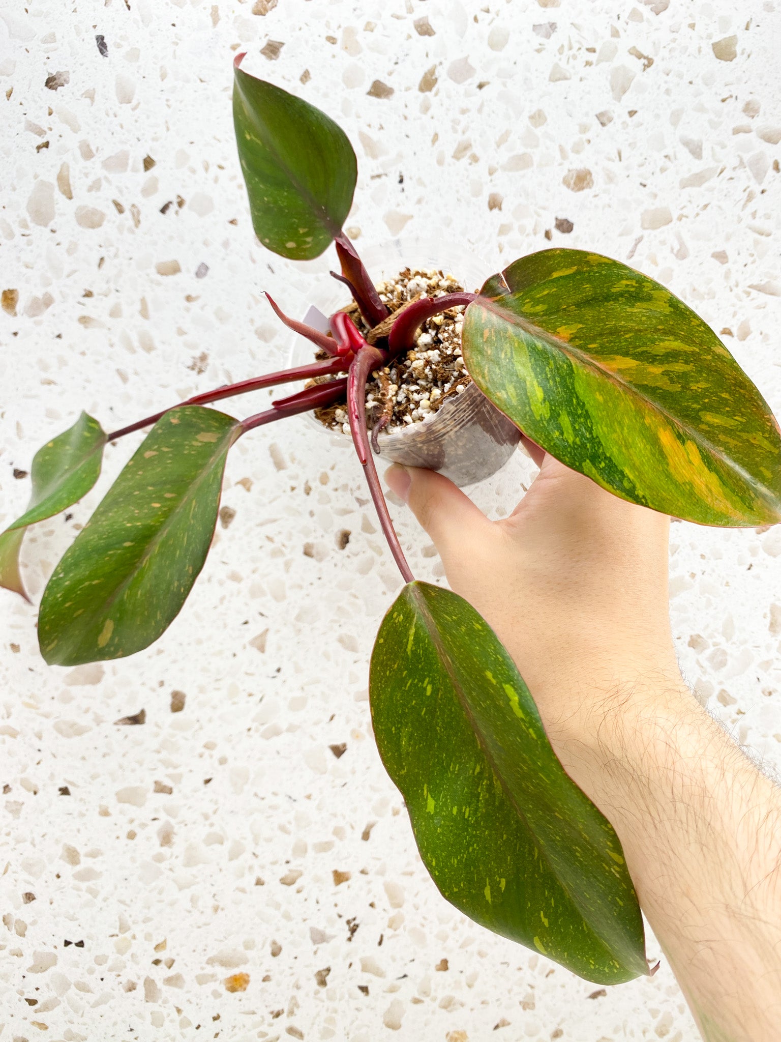 Philodendron Orange Princess 5 leaves 1 shoot top cutting (rooting)