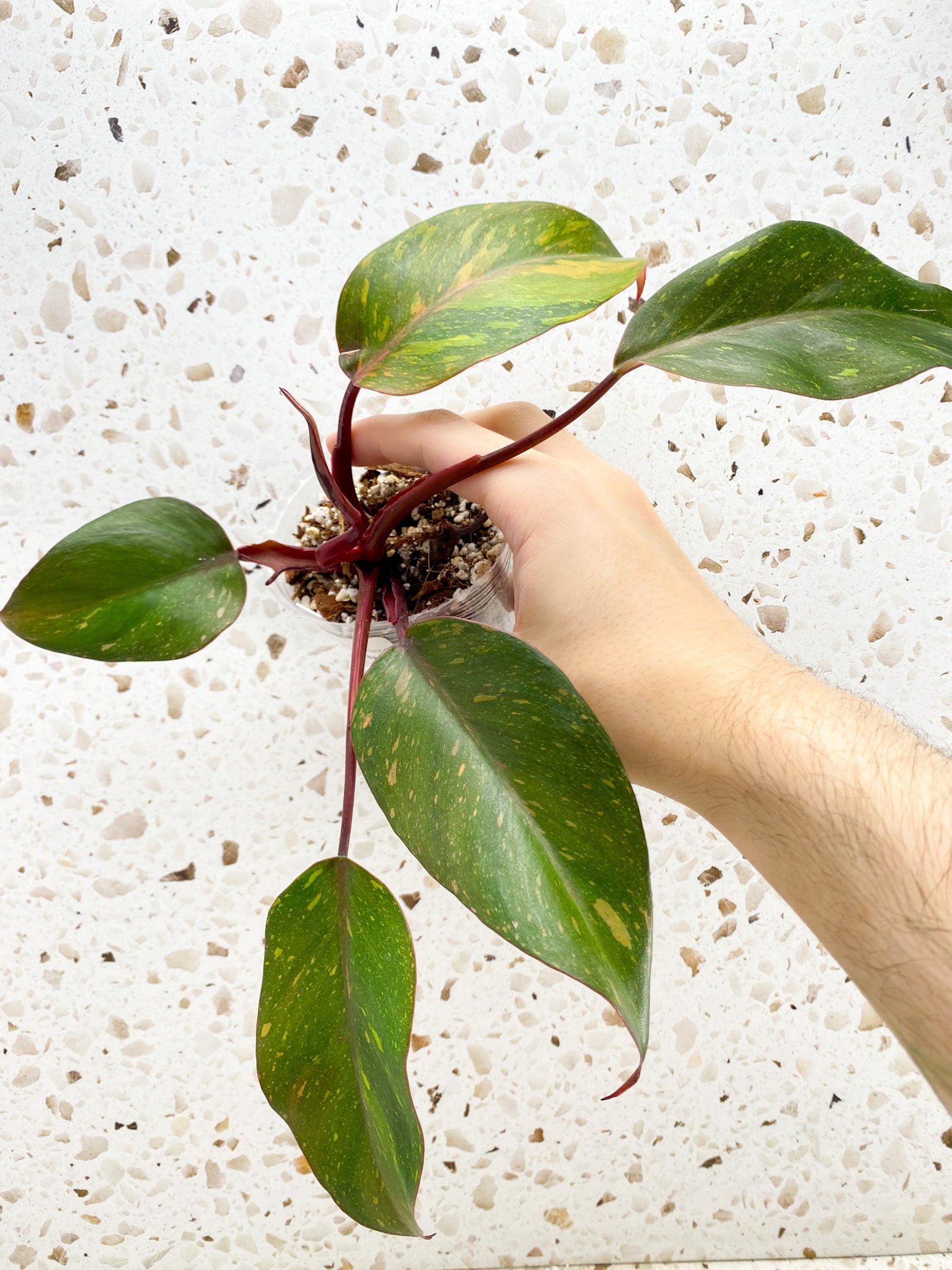 Philodendron Orange Princess 5 leaves 1 shoot top cutting (rooting)