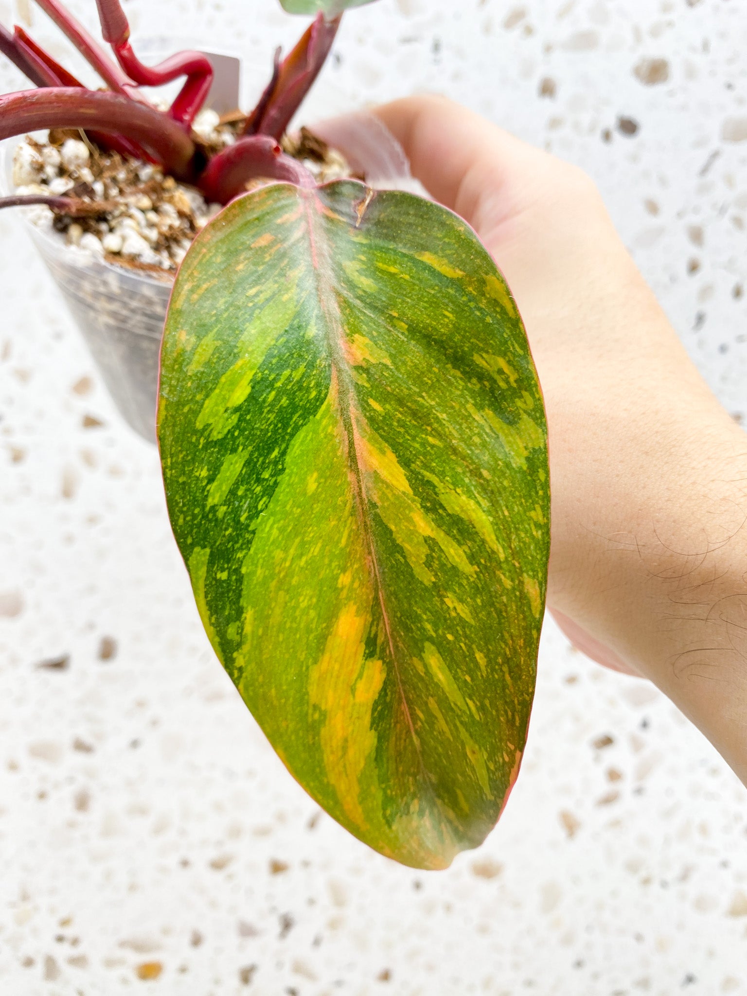 Philodendron Orange Princess 5 leaves 1 shoot top cutting (rooting)