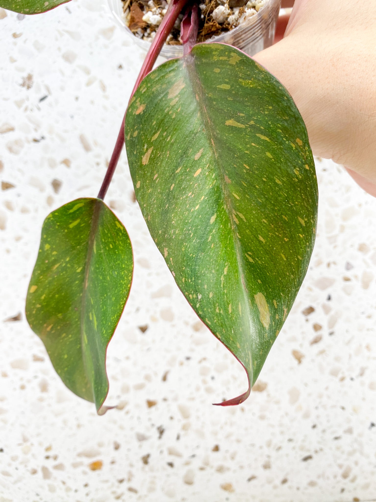 Philodendron Orange Princess 5 leaves 1 shoot top cutting (rooting)