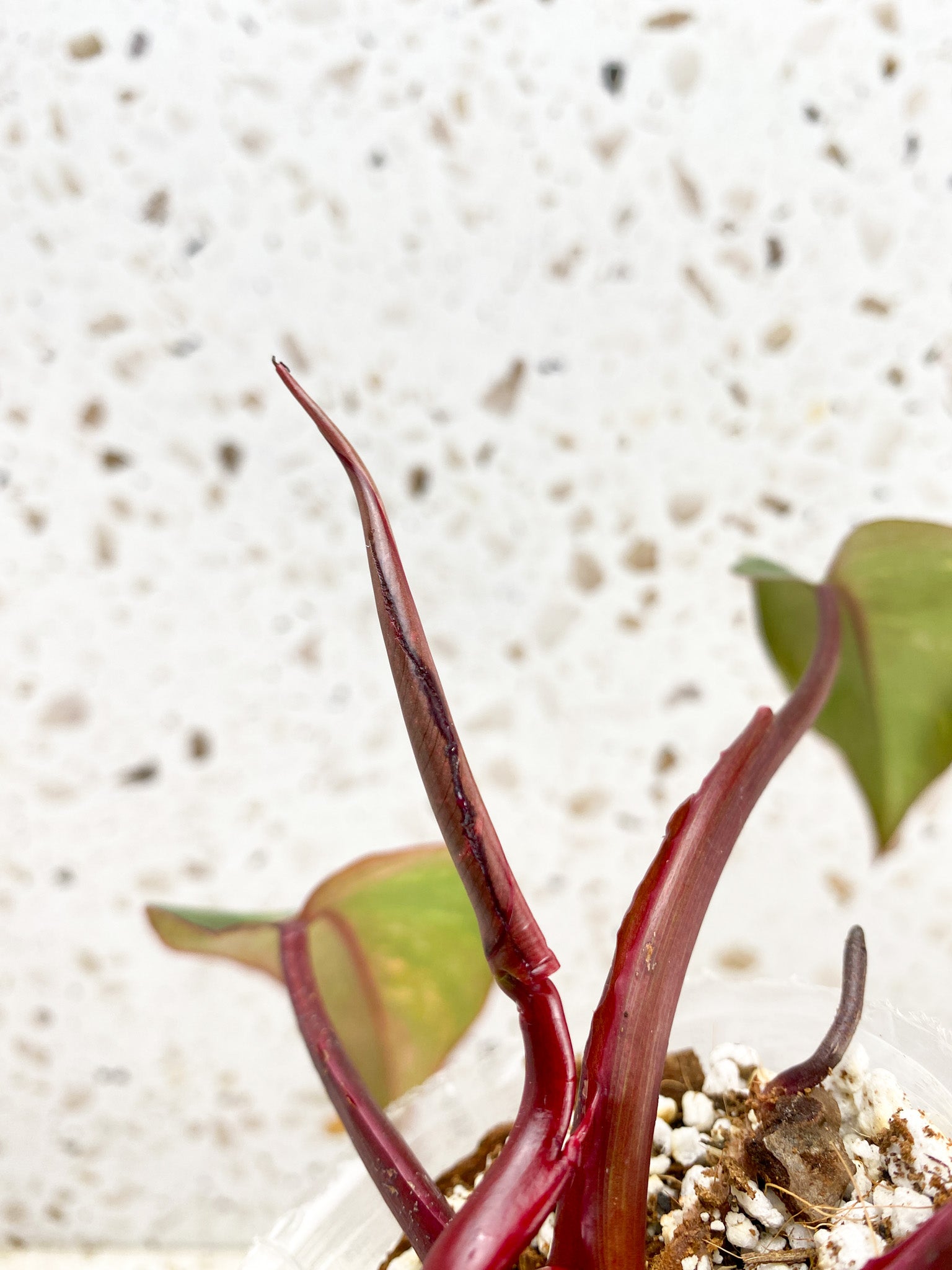 Philodendron Orange Princess 5 leaves 1 shoot top cutting (rooting)
