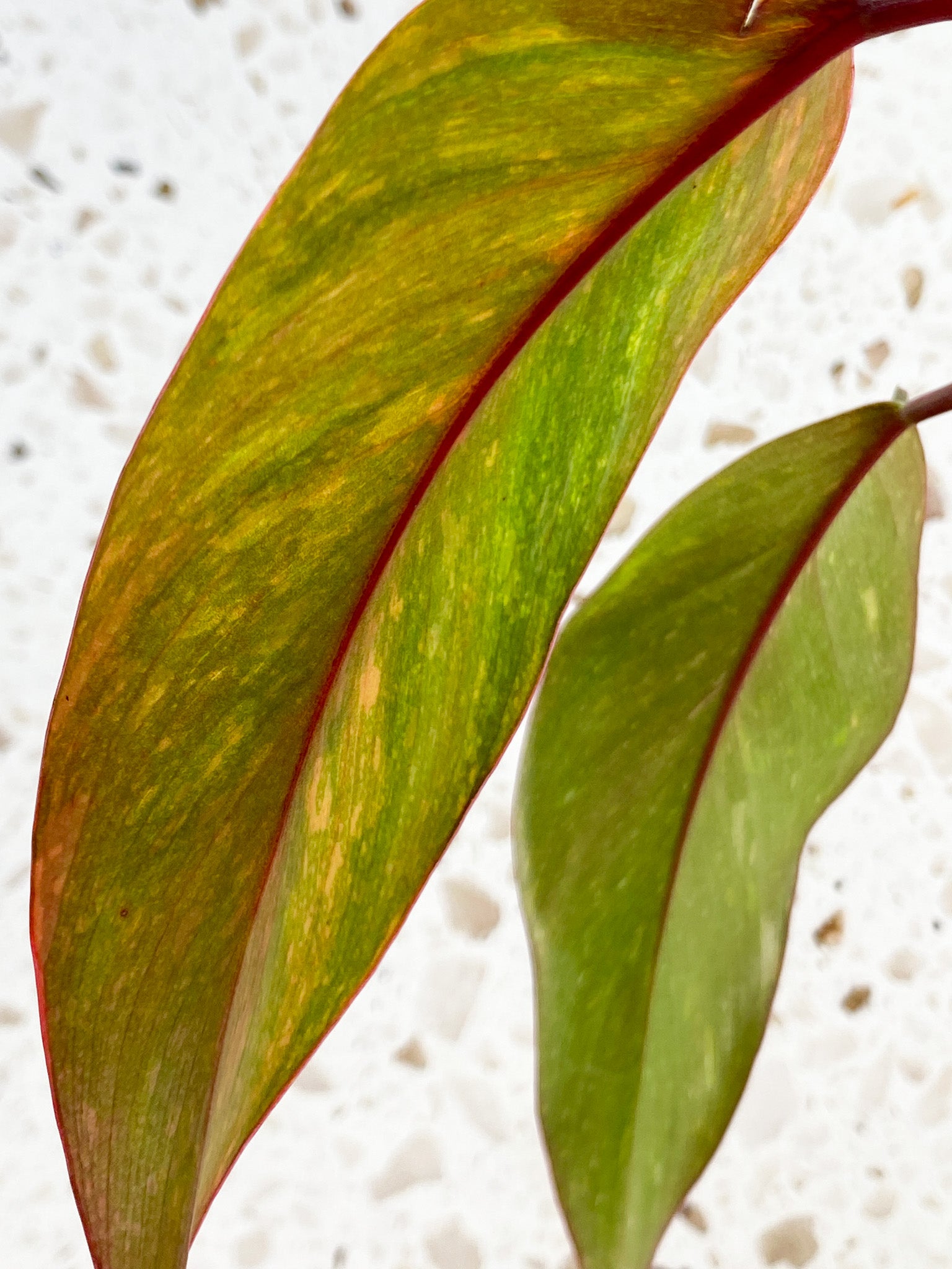 Philodendron Orange Princess 5 leaves 1 shoot top cutting (rooting)