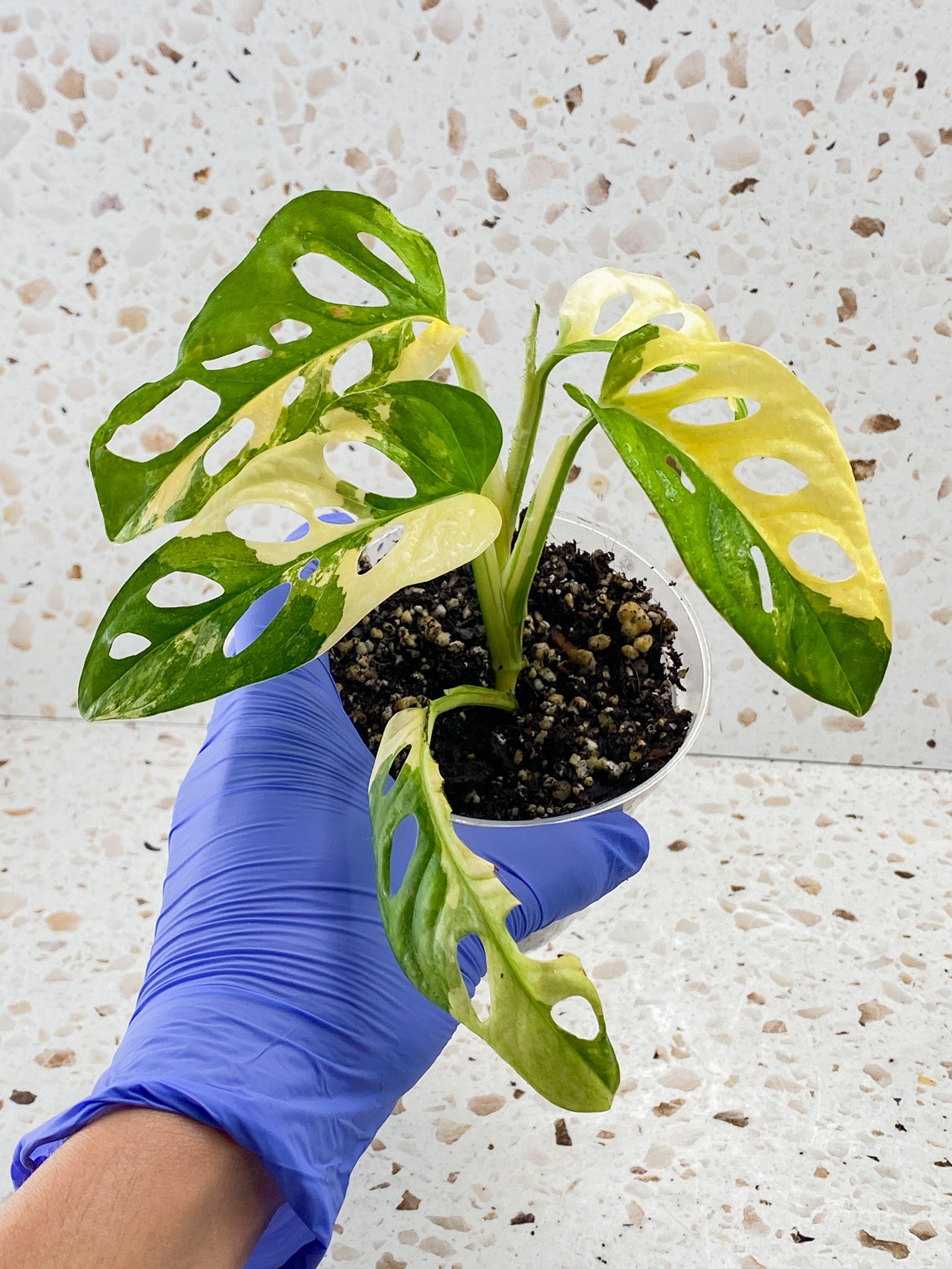 Monstera Adansonii Japanese Tricolor 5 leaves 1 sprout