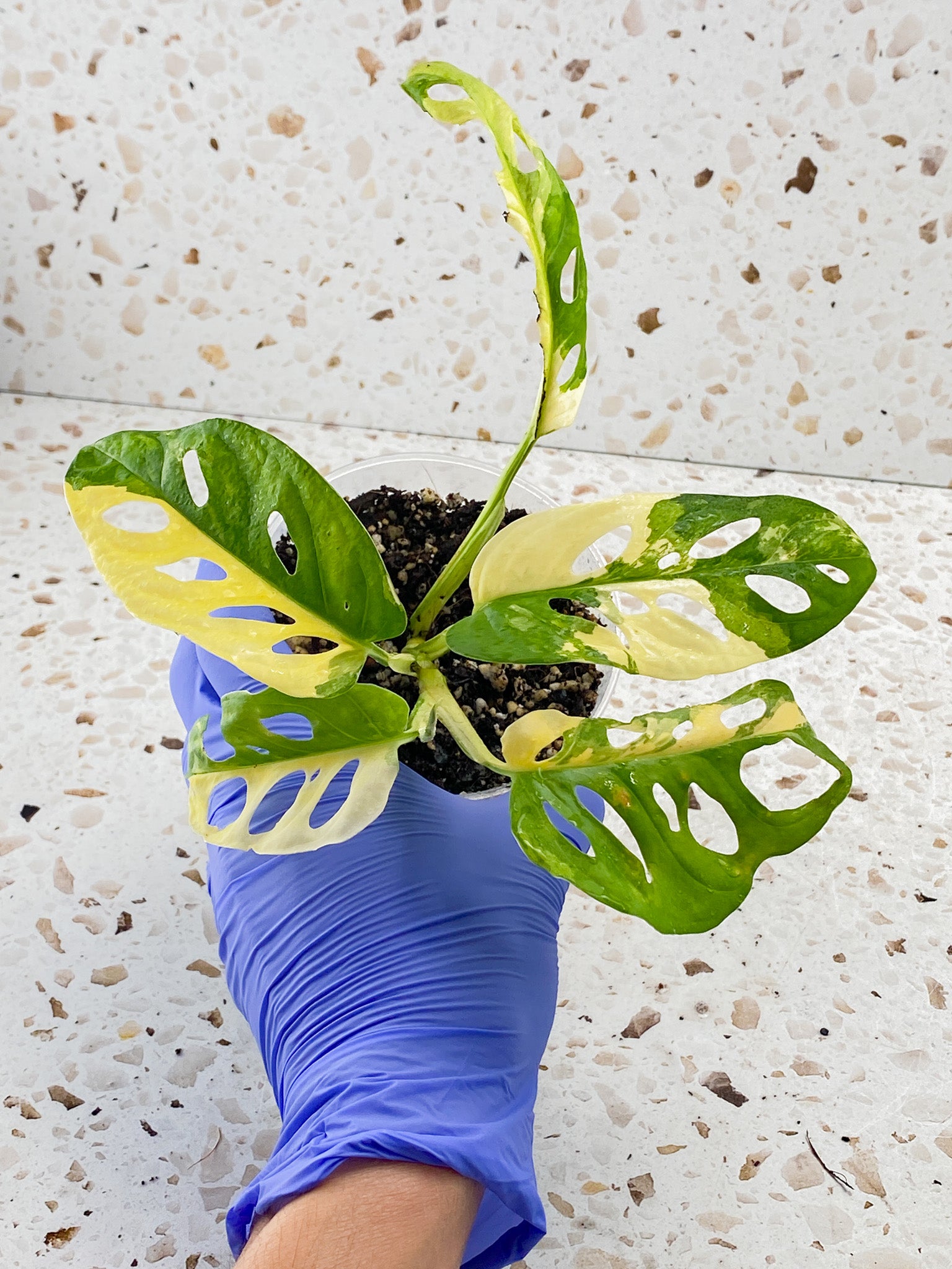 Monstera Adansonii Japanese Tricolor 5 leaves 1 sprout