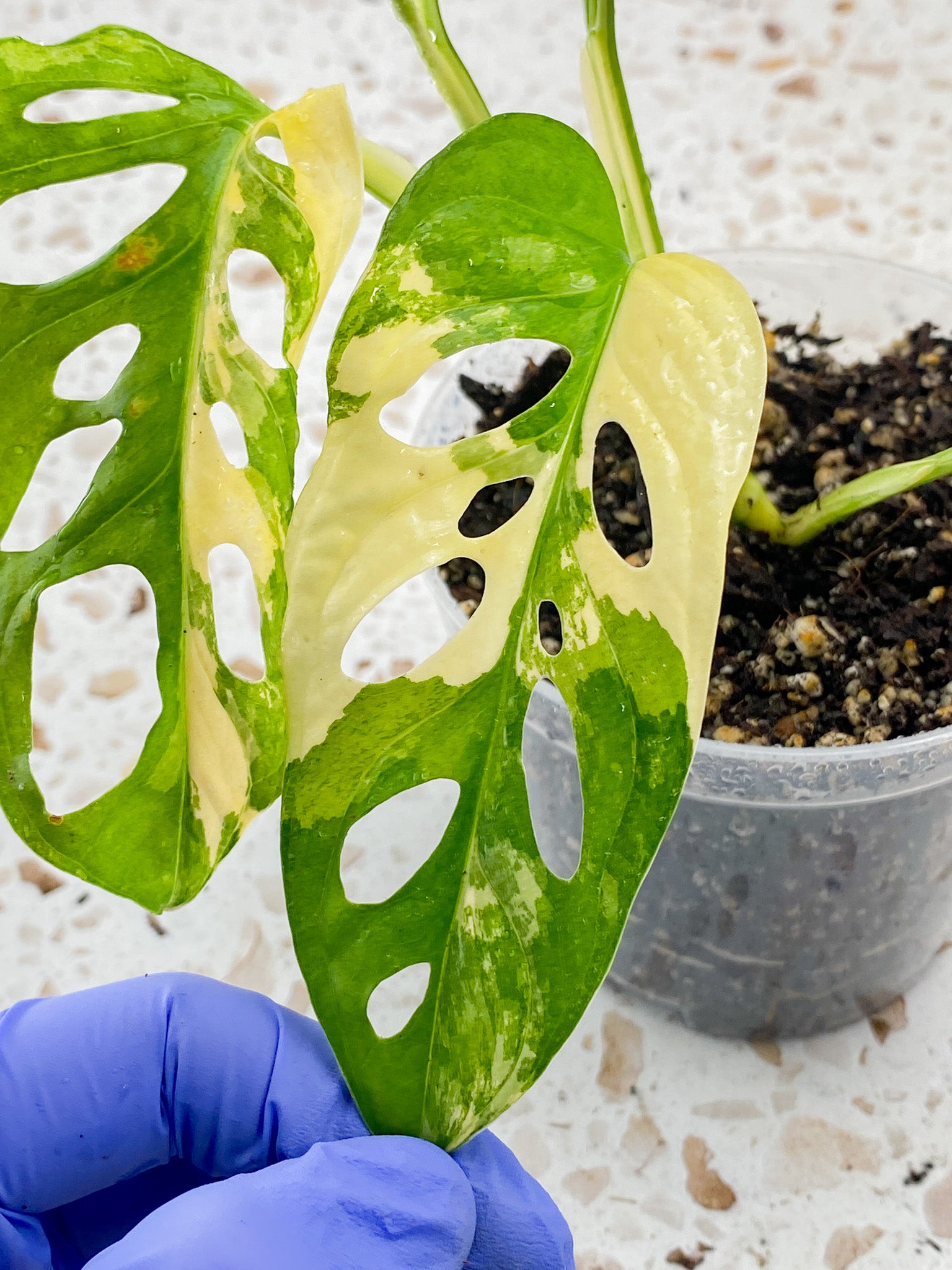Monstera Adansonii Japanese Tricolor 5 leaves 1 sprout