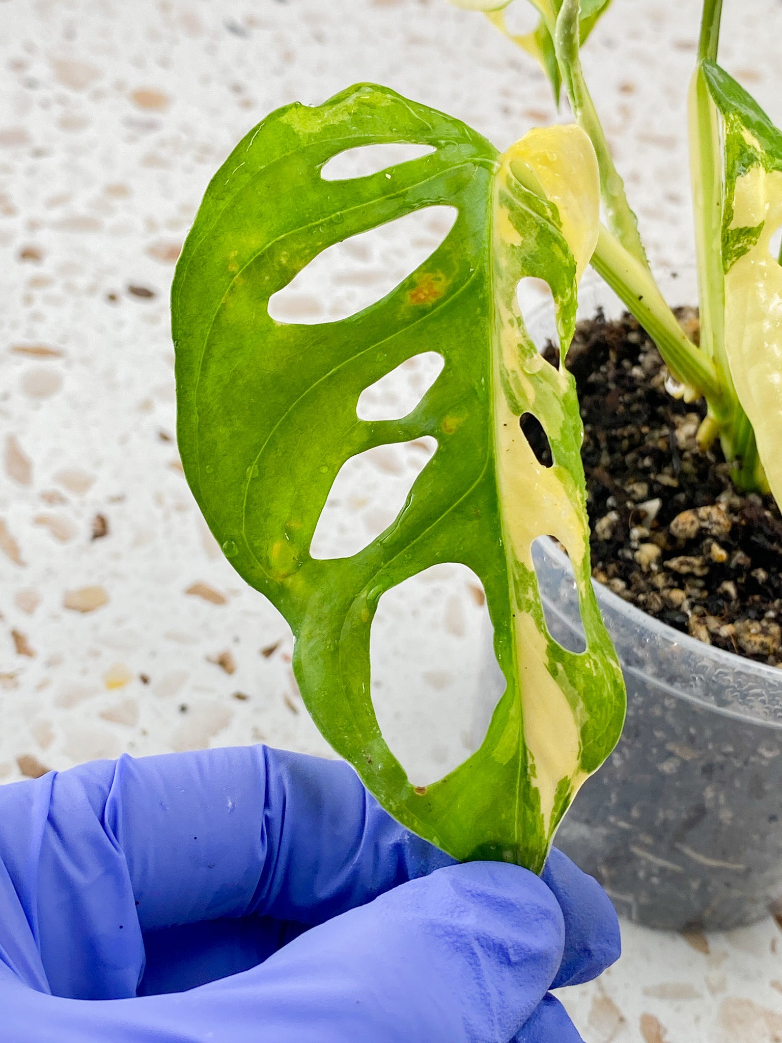 Monstera Adansonii Japanese Tricolor 5 leaves 1 sprout