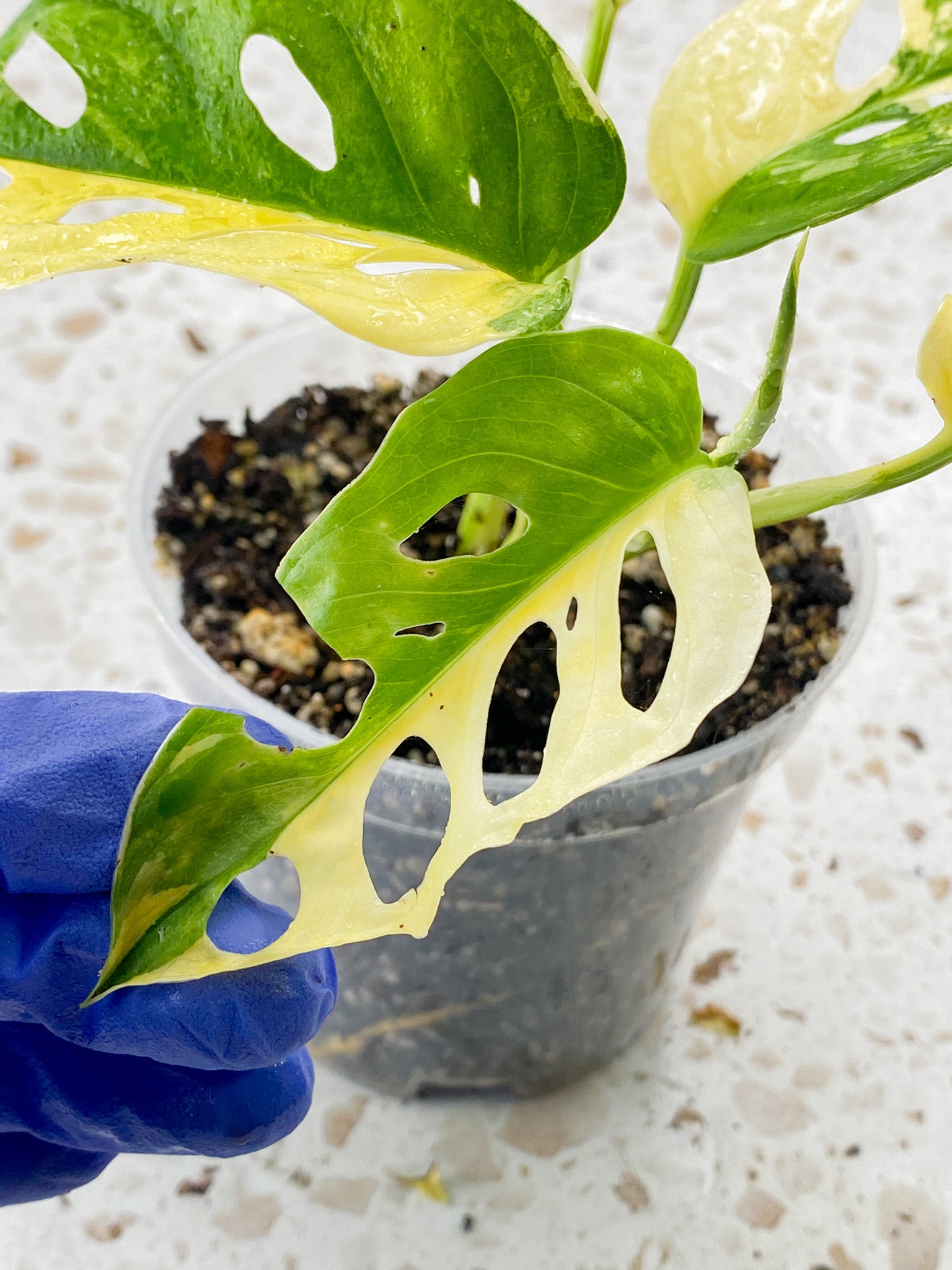 Monstera Adansonii Japanese Tricolor 5 leaves 1 sprout