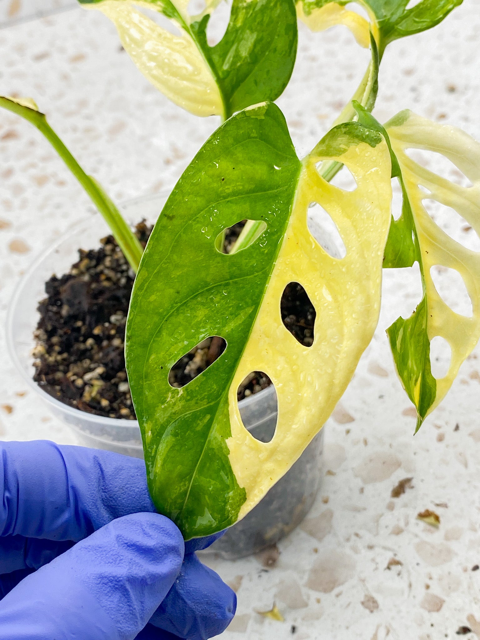 Monstera Adansonii Japanese Tricolor 5 leaves 1 sprout