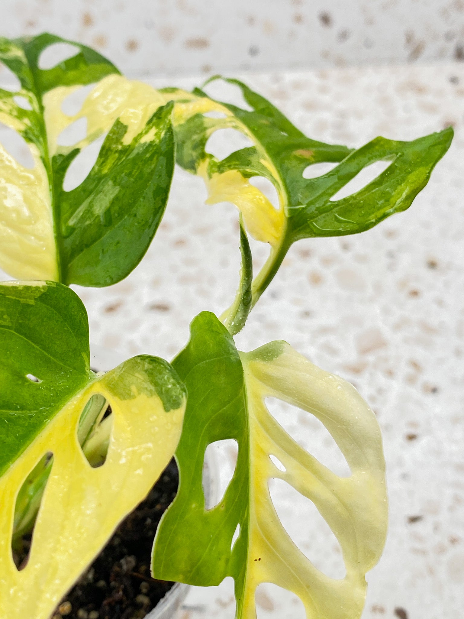 Monstera Adansonii Japanese Tricolor 5 leaves 1 sprout