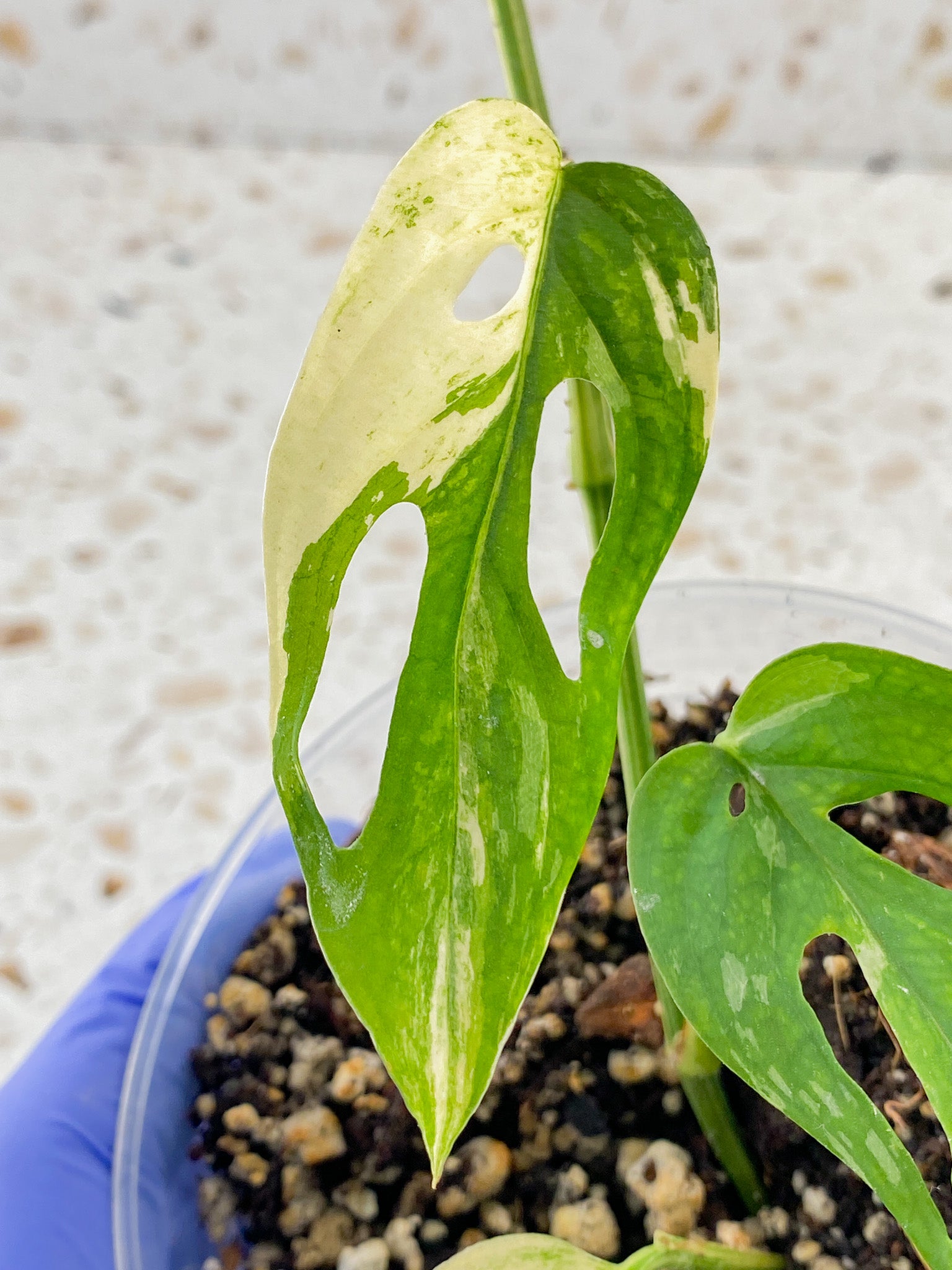 Monstera Acuminata Variegated 3 leaves
