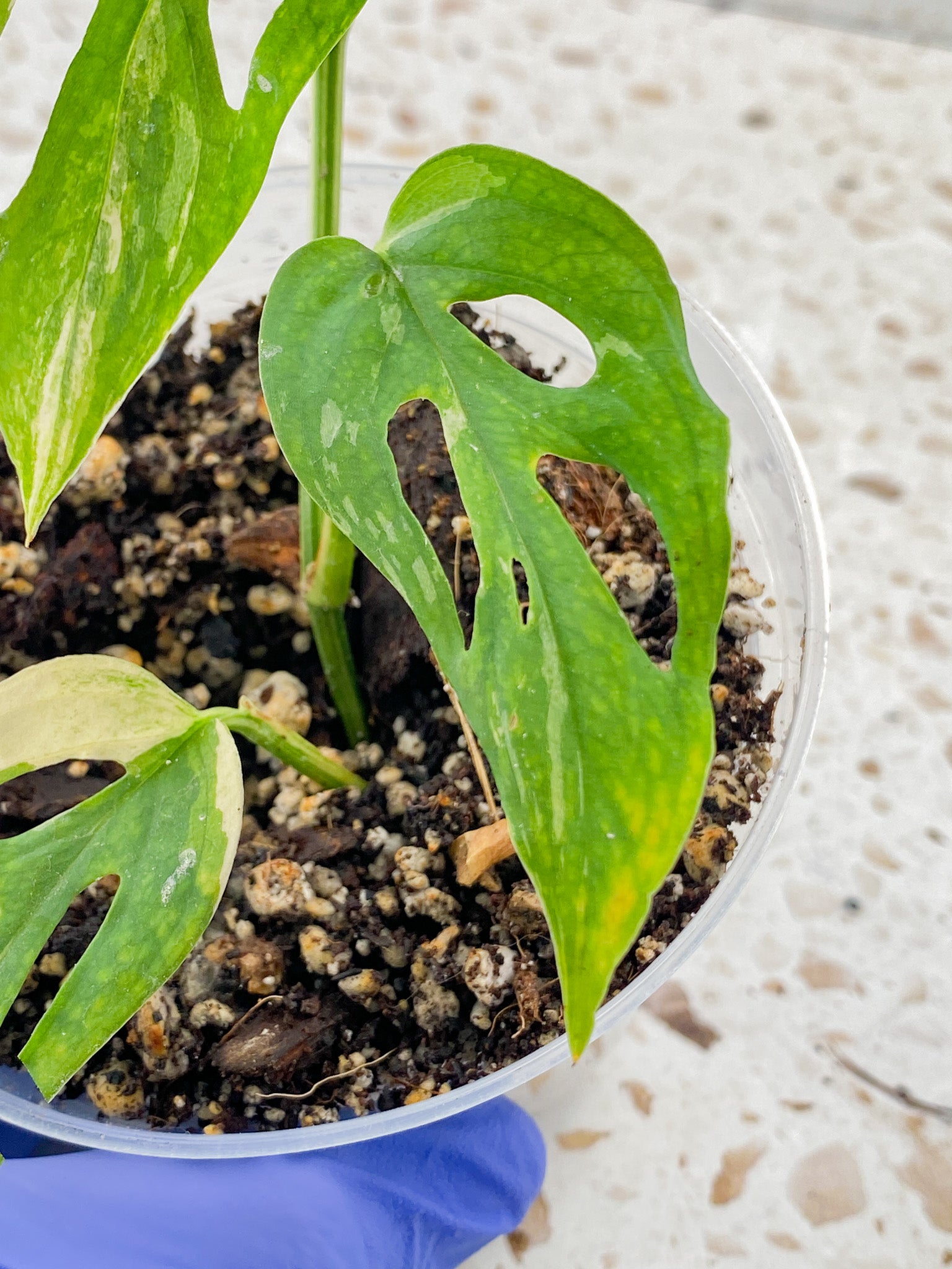 Monstera Acuminata Variegated 3 leaves