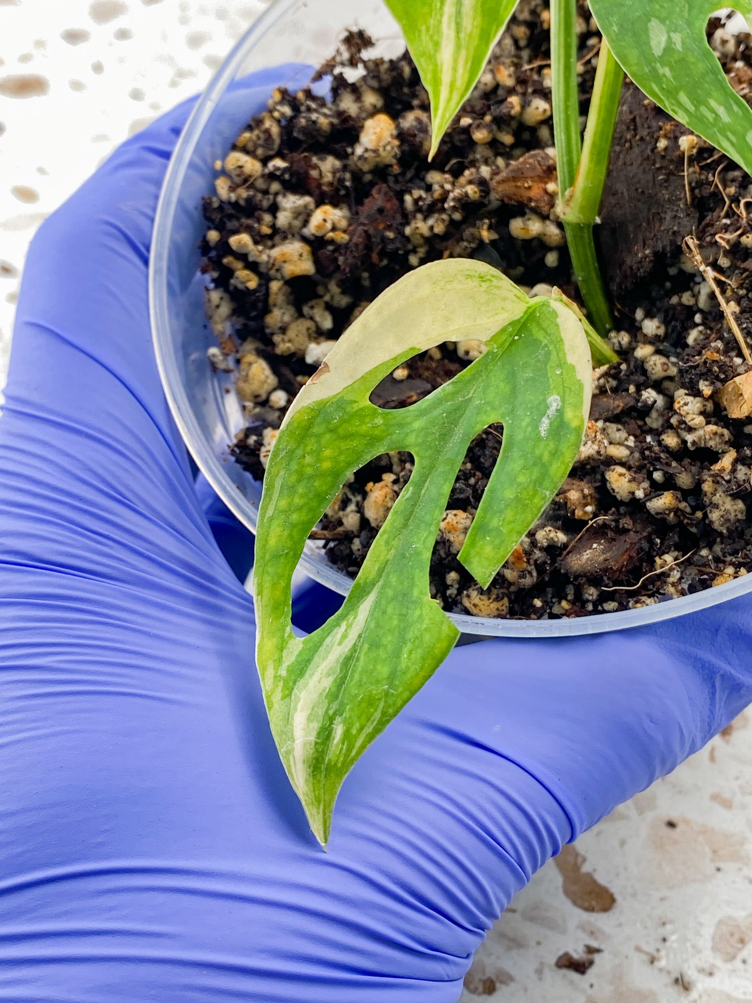 Monstera Acuminata Variegated 3 leaves