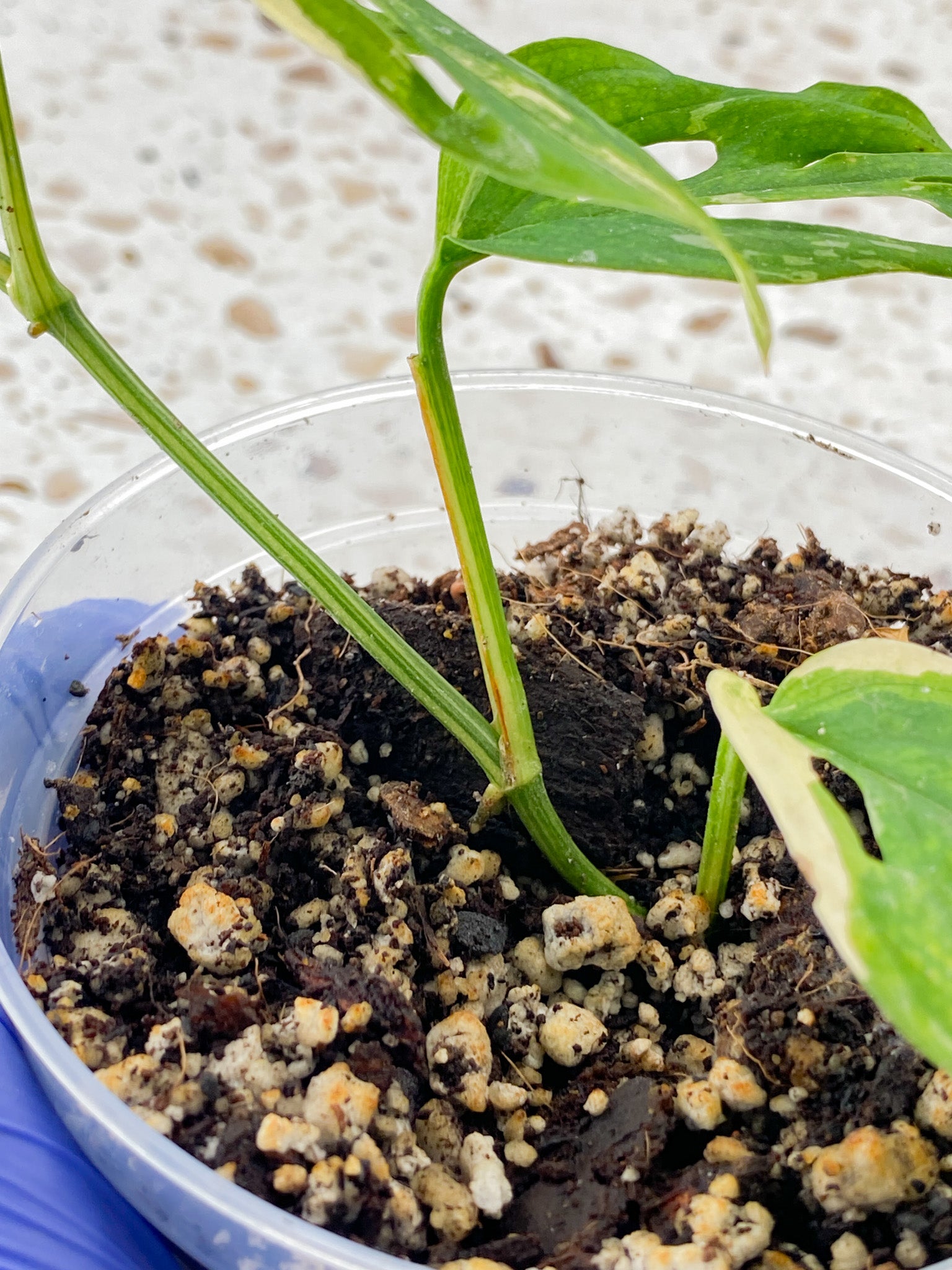 Monstera Acuminata Variegated 3 leaves