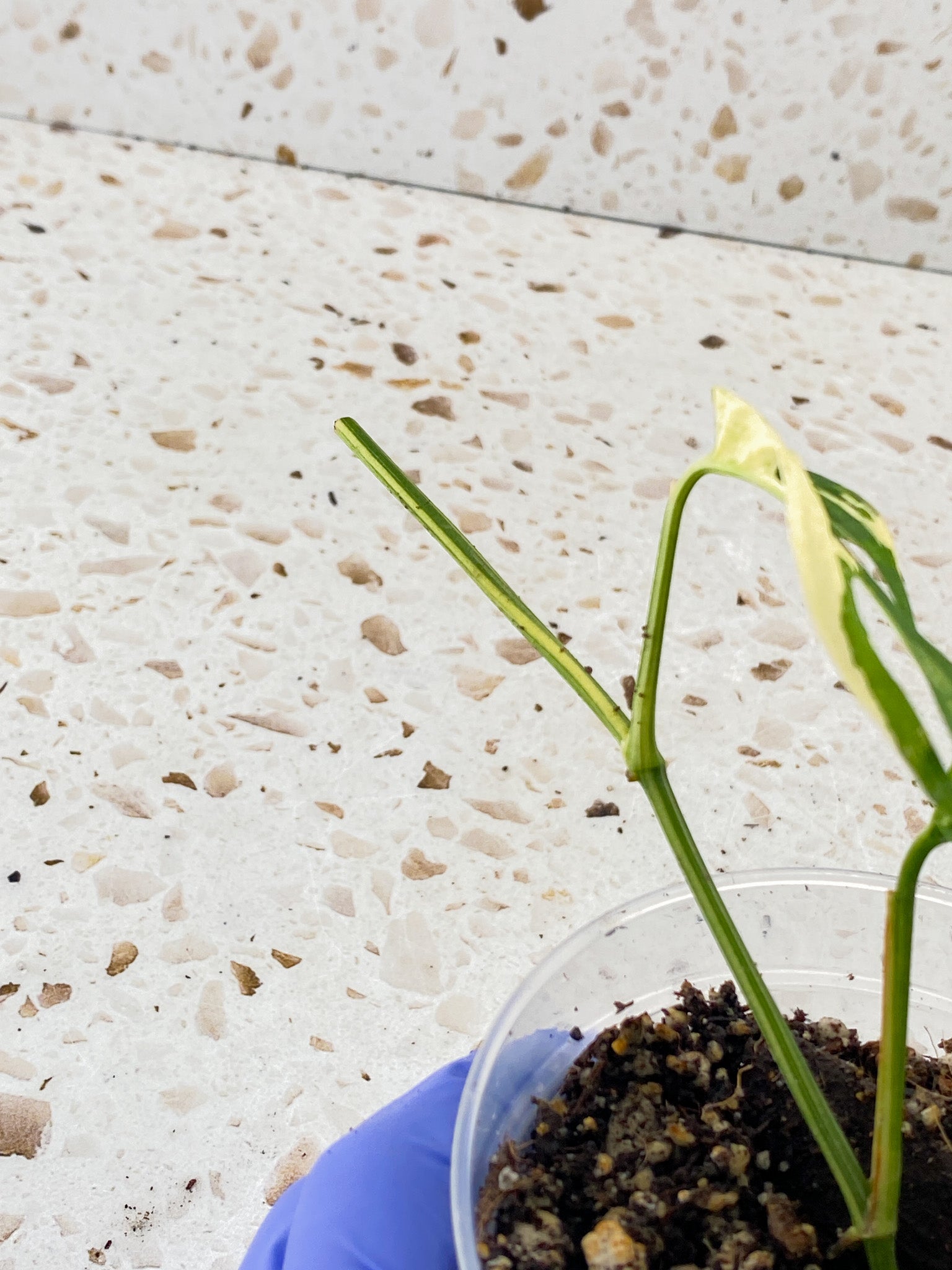 Monstera Acuminata Variegated 3 leaves
