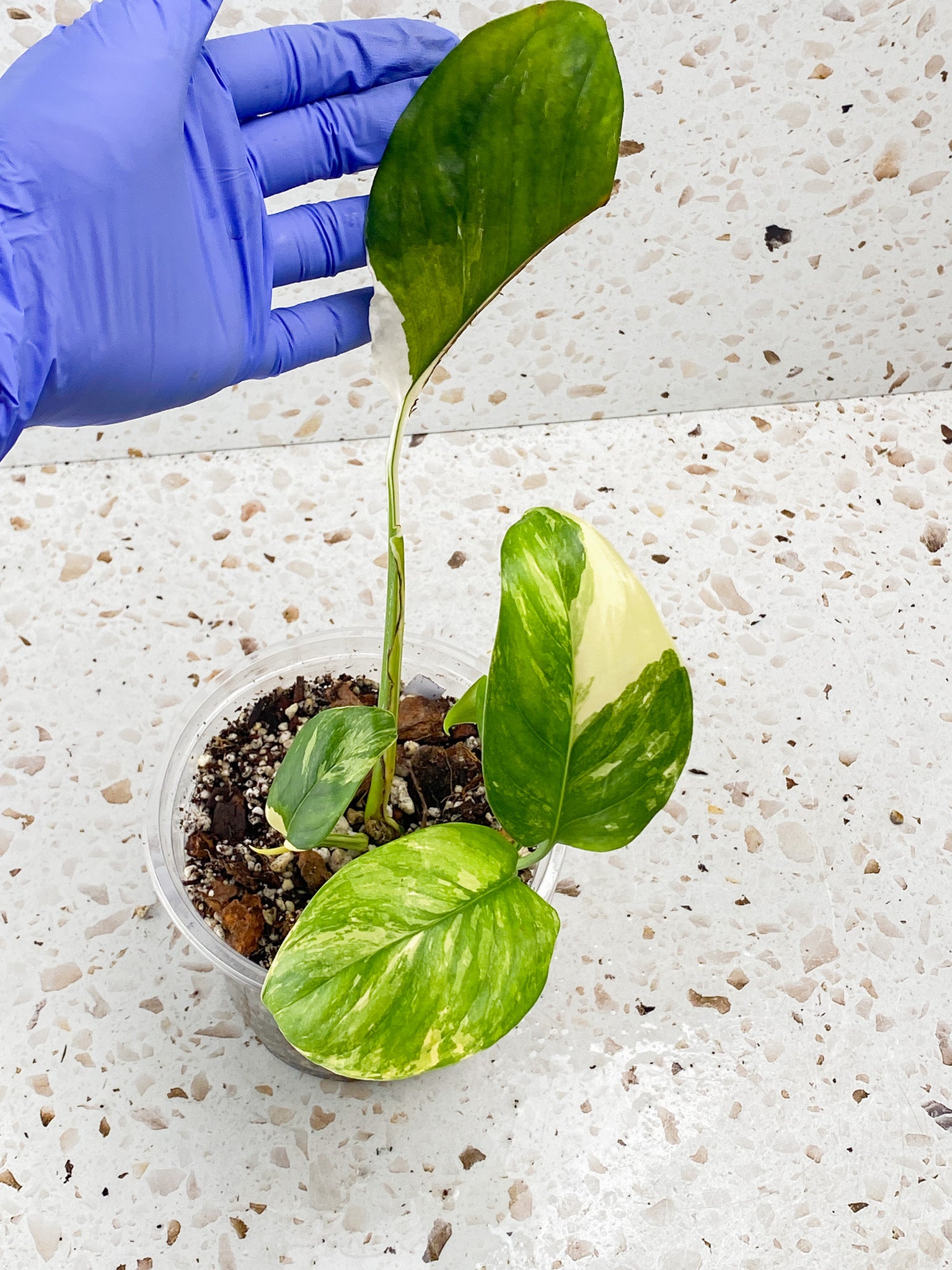 Monstera Lechleriana Variegated 6 leaves