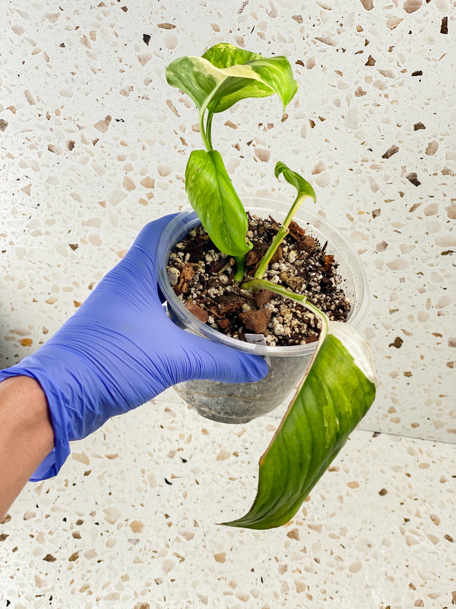 Monstera Lechleriana Variegated 6 leaves