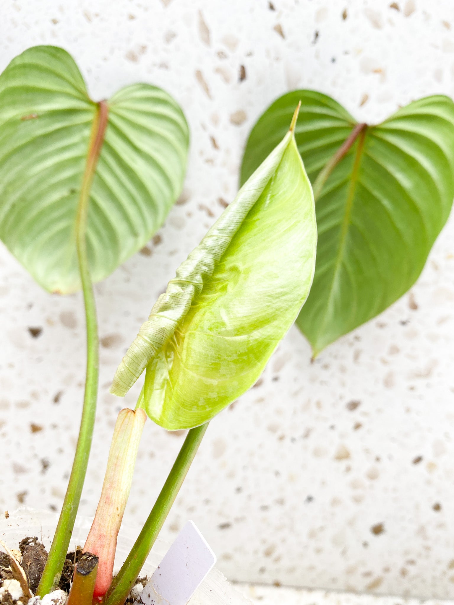 *Philodendron Sodiroi True Form 3 leaf top cutting newest leaf is unfurling
