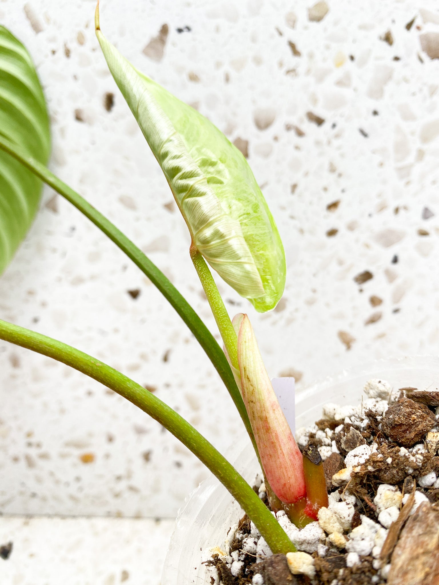 *Philodendron Sodiroi True Form 3 leaf top cutting newest leaf is unfurling