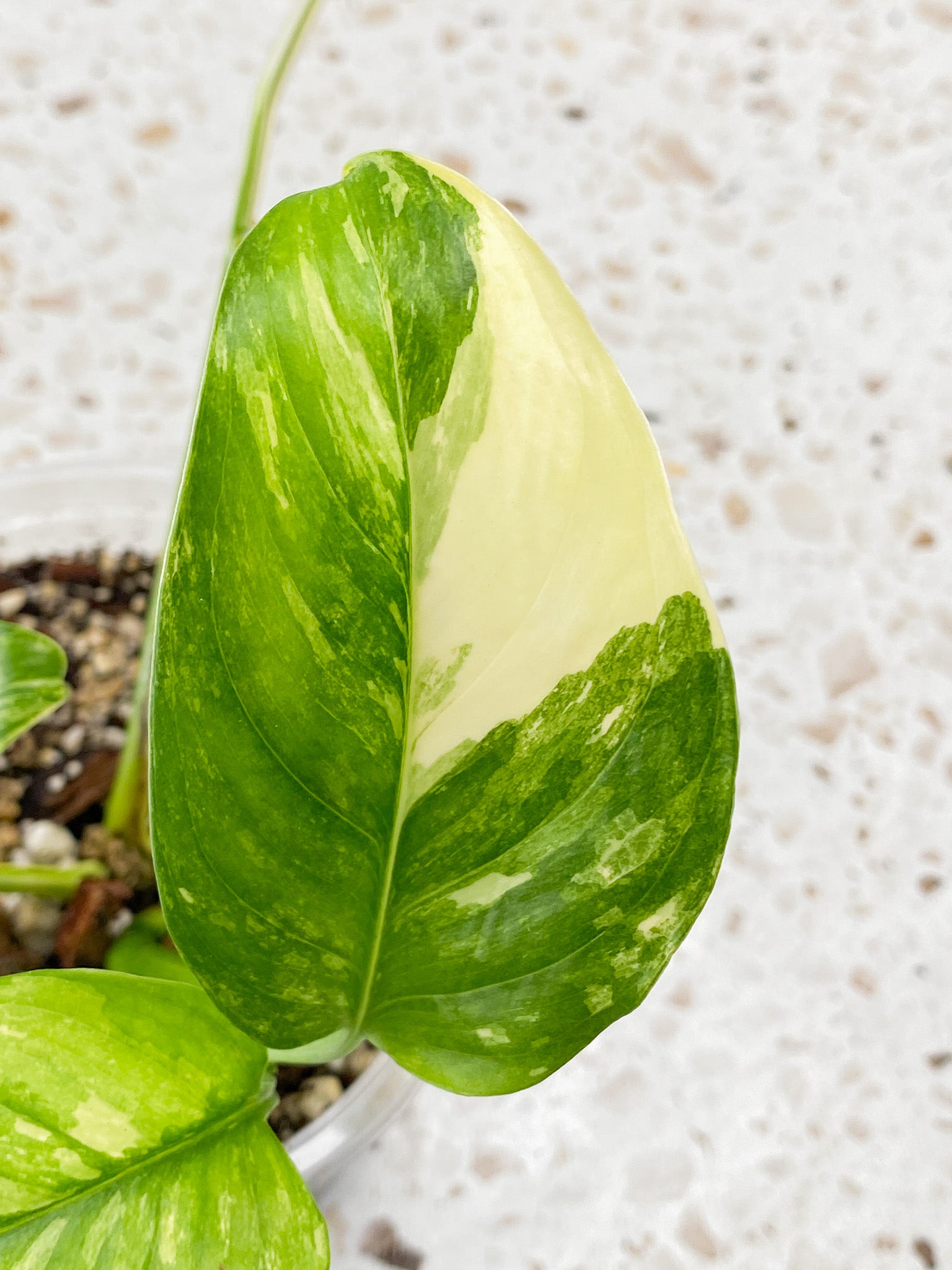 Monstera Lechleriana Variegated 6 leaves