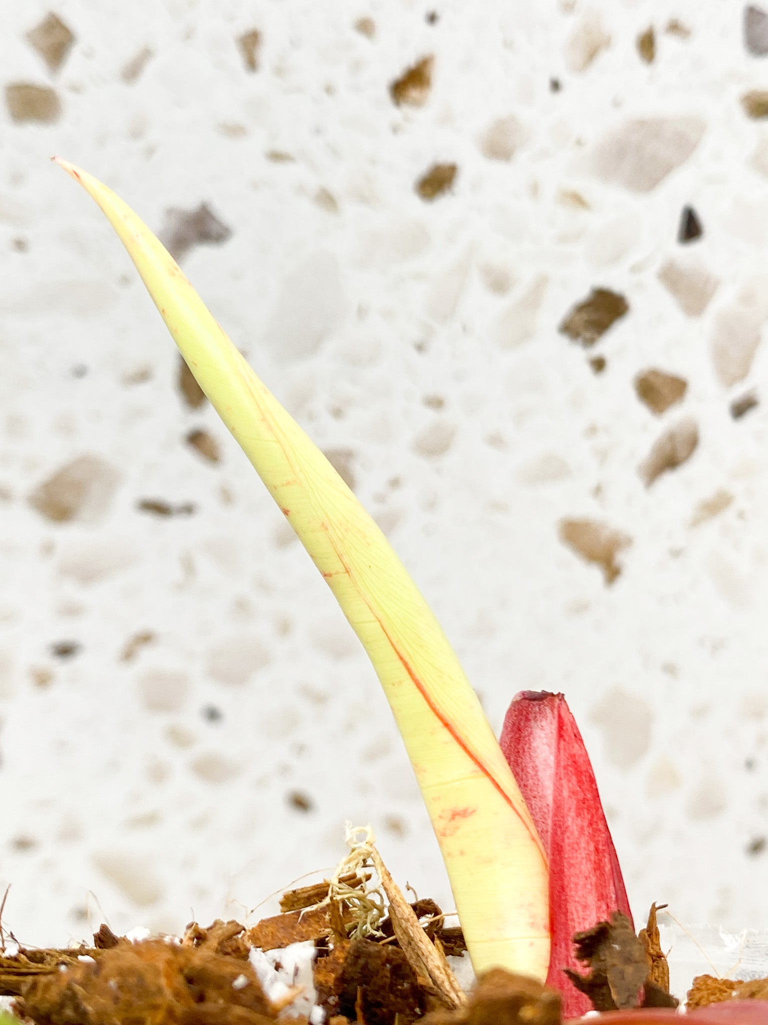 *Philodendron Prince of Orange Variegated 1 shoot leafless cutting (rooting)