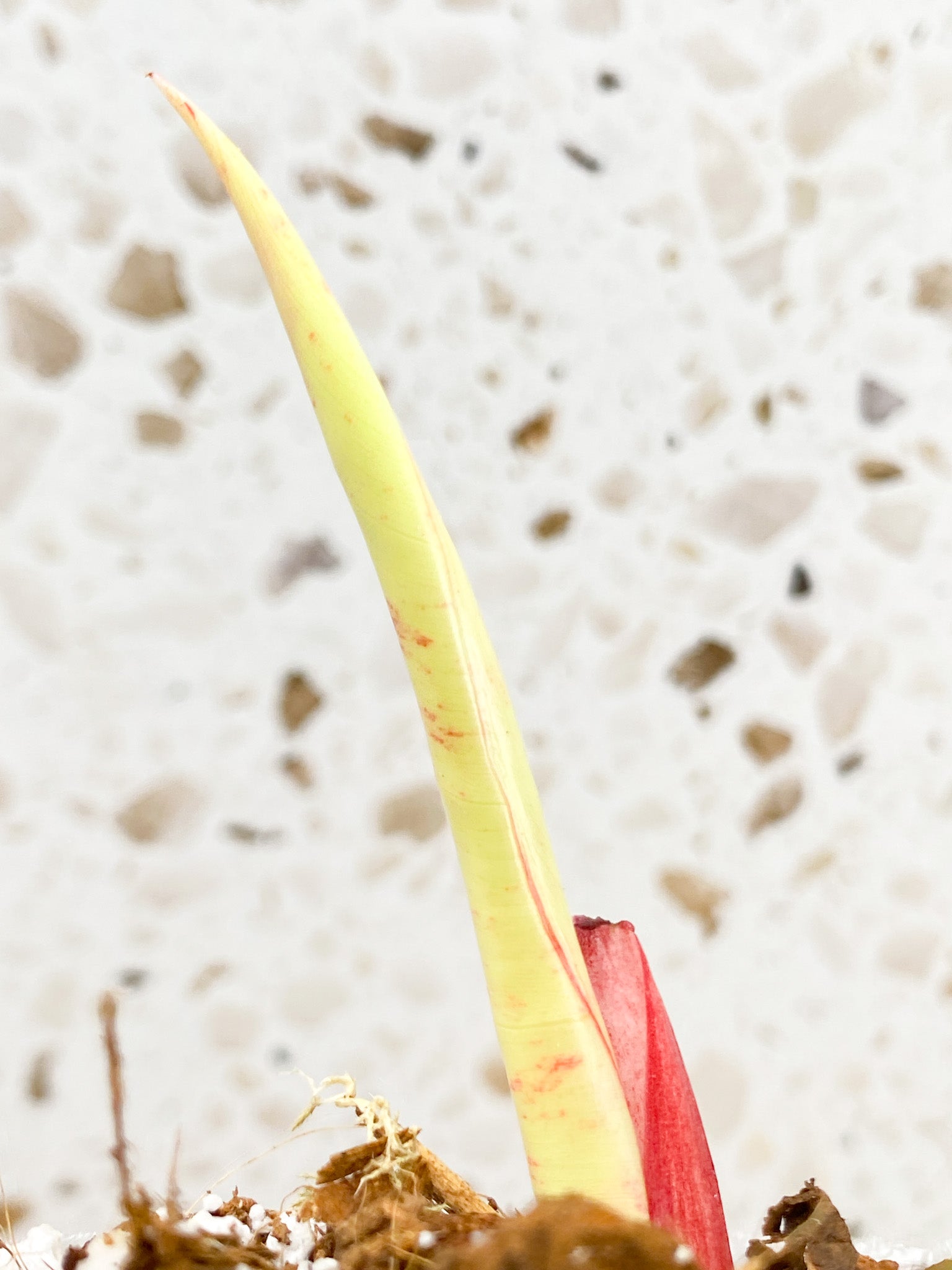 *Philodendron Prince of Orange Variegated 1 shoot leafless cutting (rooting)