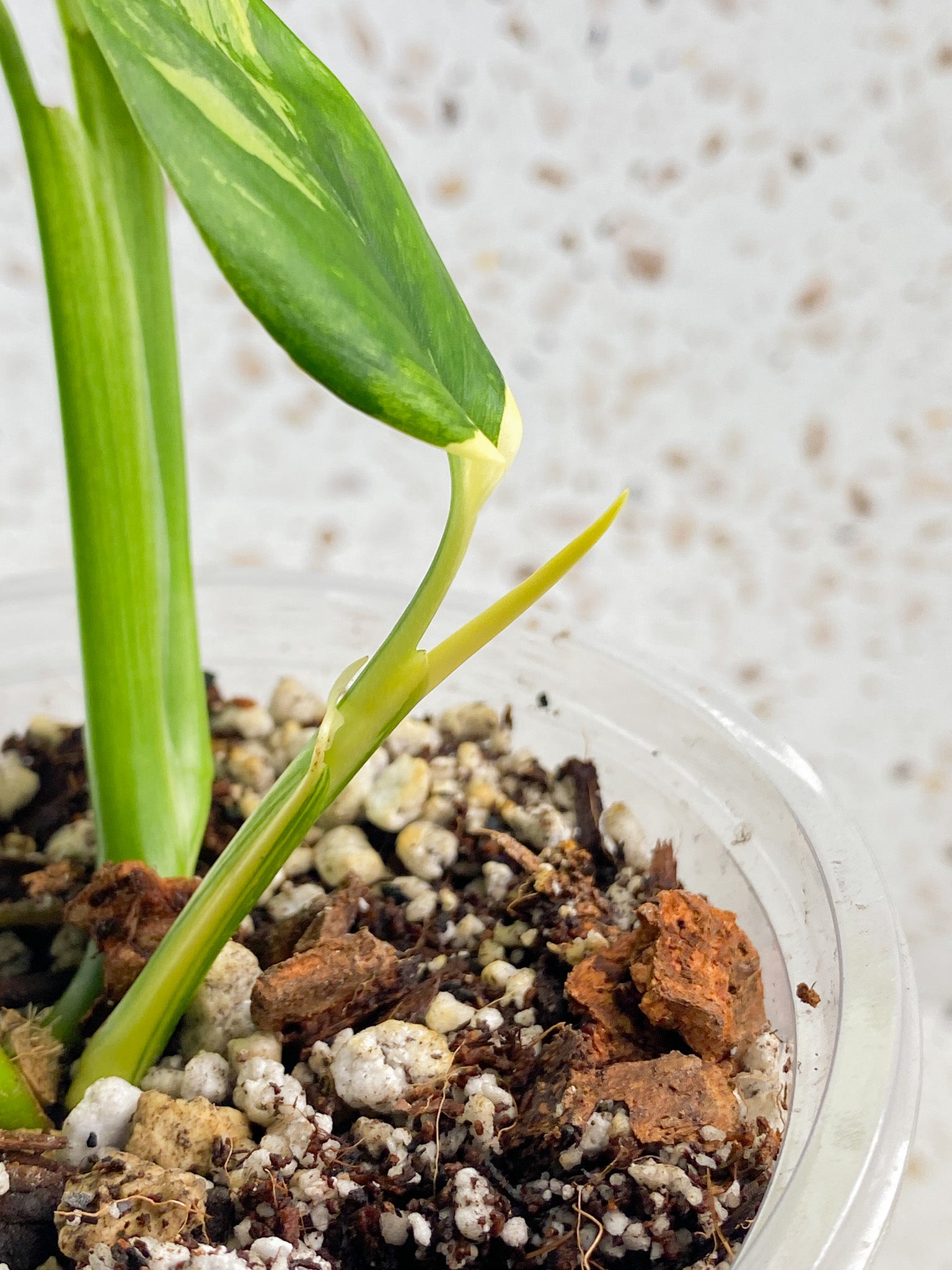 Monstera Lechleriana Variegated 6 leaves