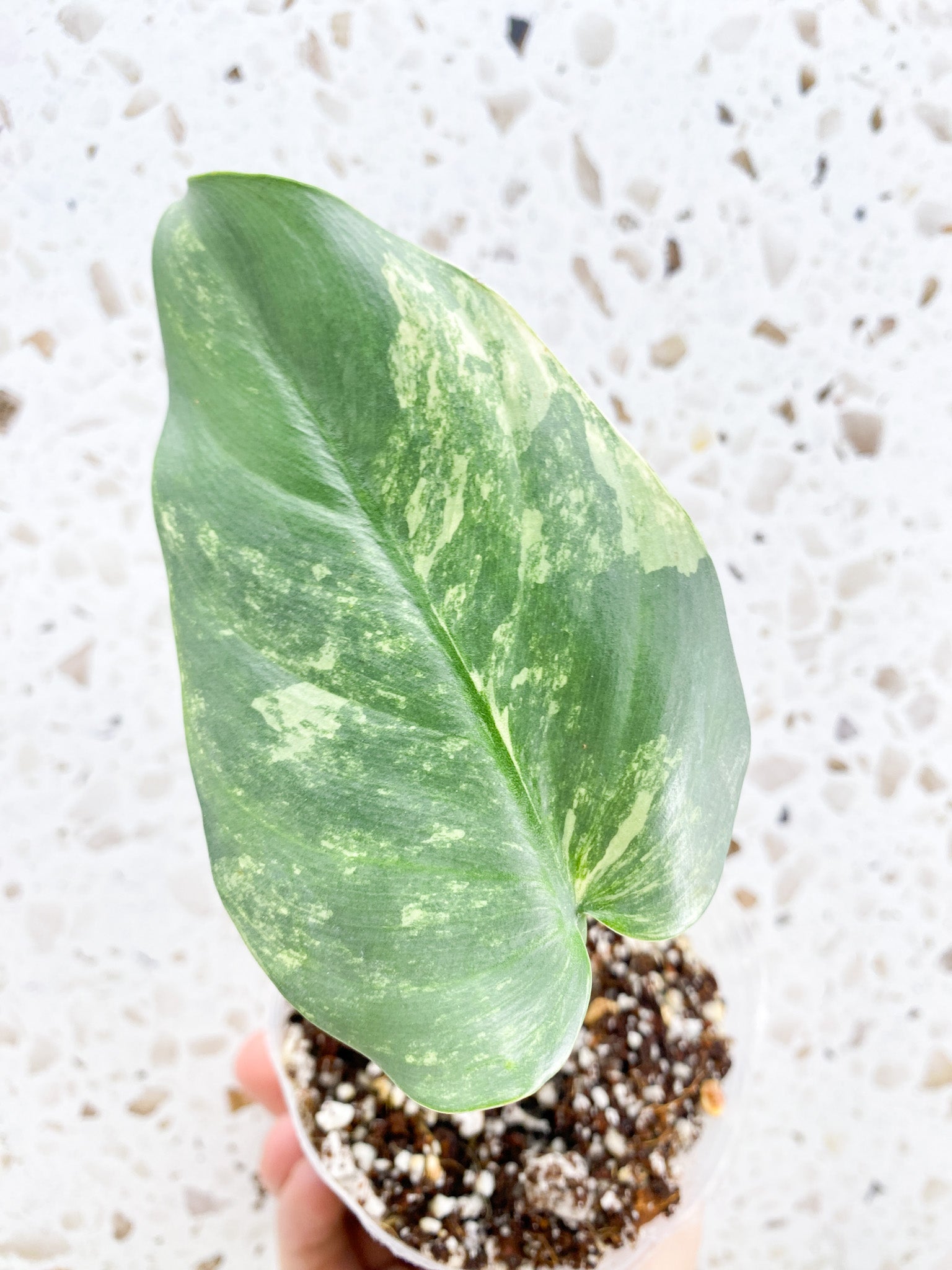 *Philodendron Silver Sword Variegated 1 leaf with active node (rooting)