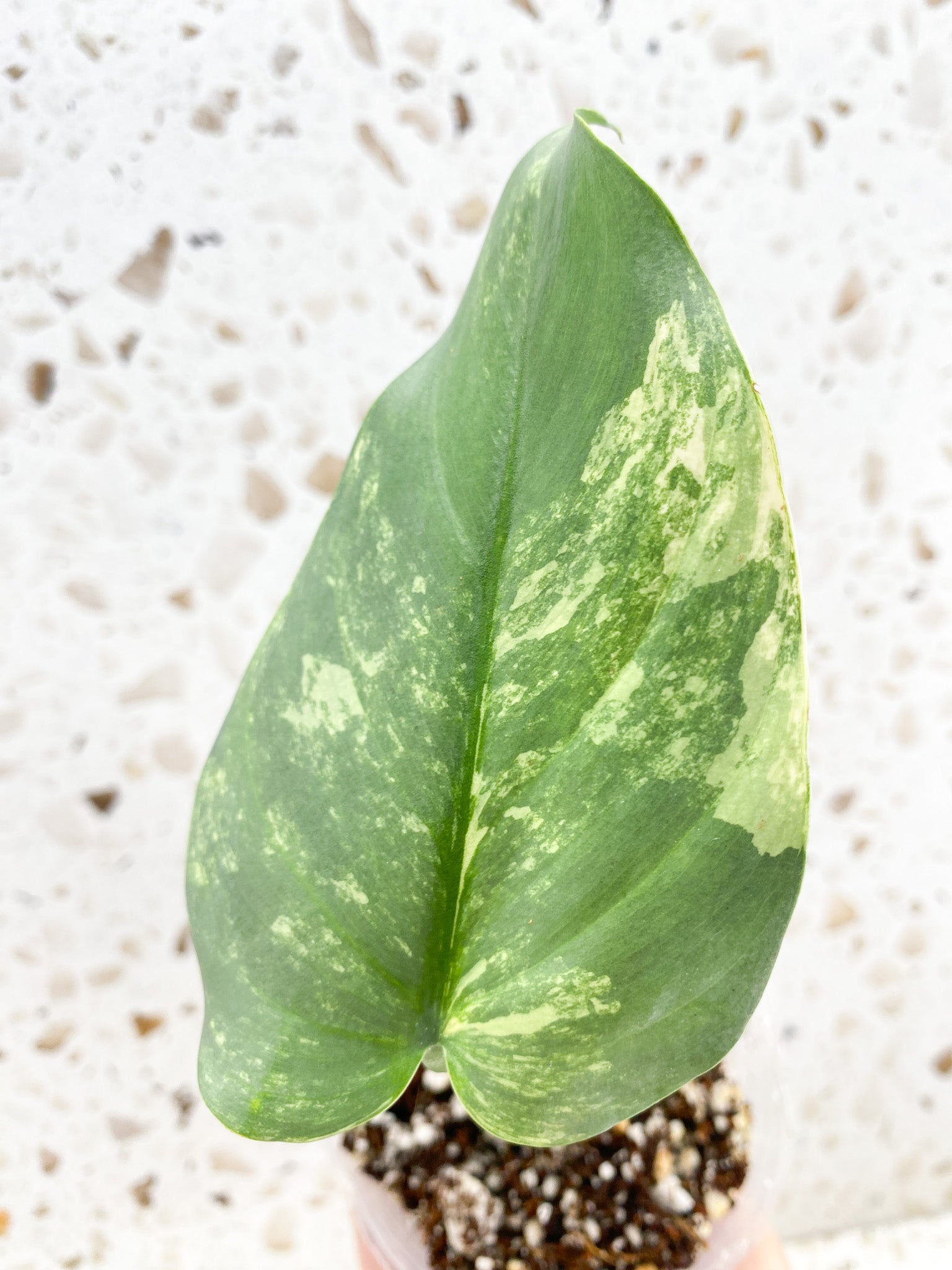 *Philodendron Silver Sword Variegated 1 leaf with active node (rooting)