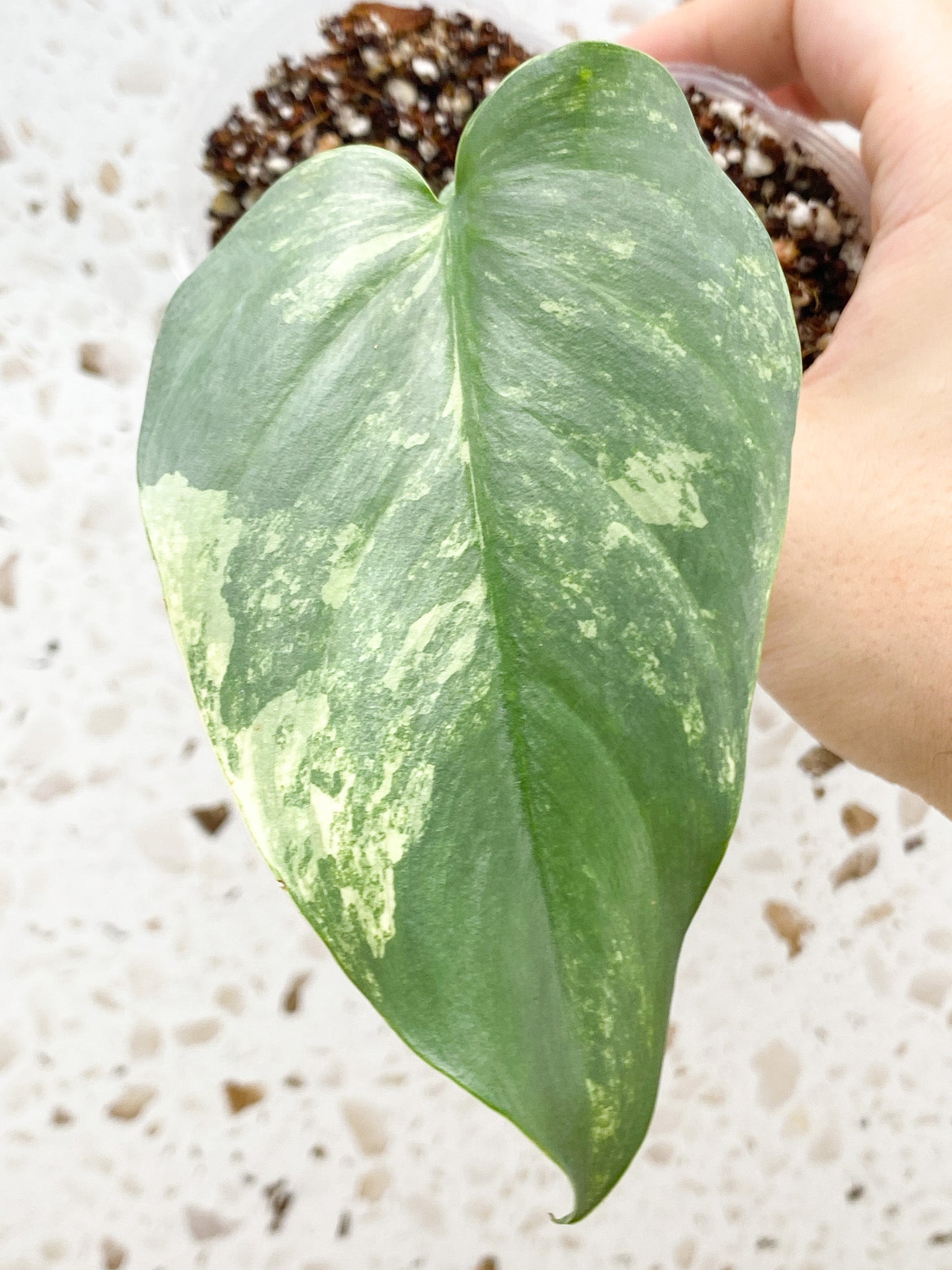 *Philodendron Silver Sword Variegated 1 leaf with active node (rooting)