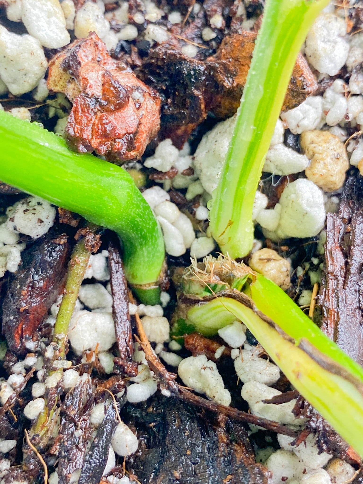 Monstera Lechleriana Variegated 6 leaves