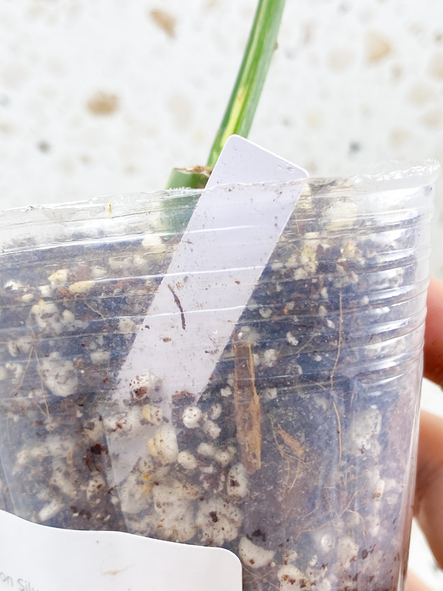 *Philodendron Silver Sword Variegated 1 leaf with active node (rooting)