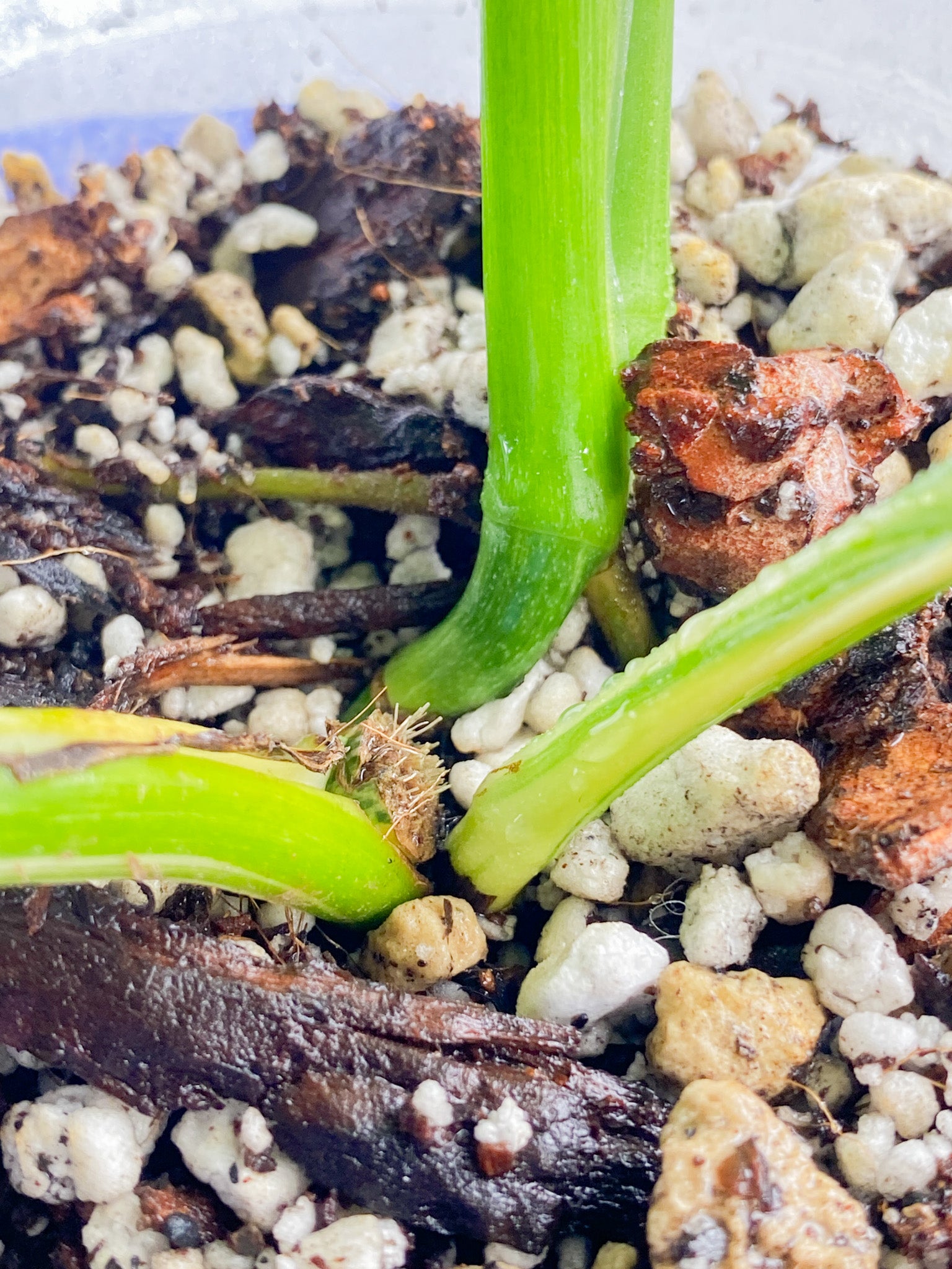 Monstera Lechleriana Variegated 6 leaves