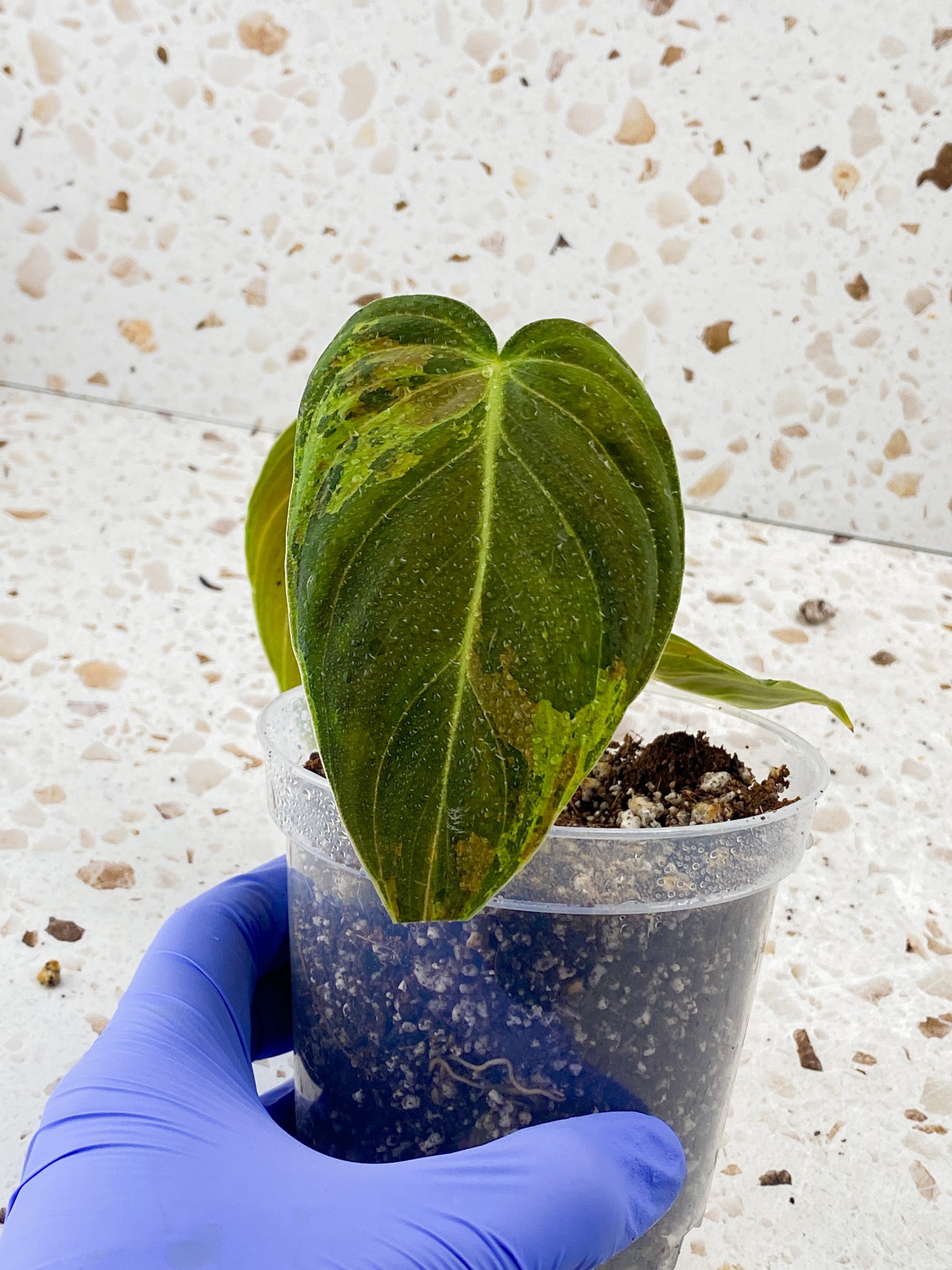 Philodendron Melanochrysum Variegated 3 leaf top cutting